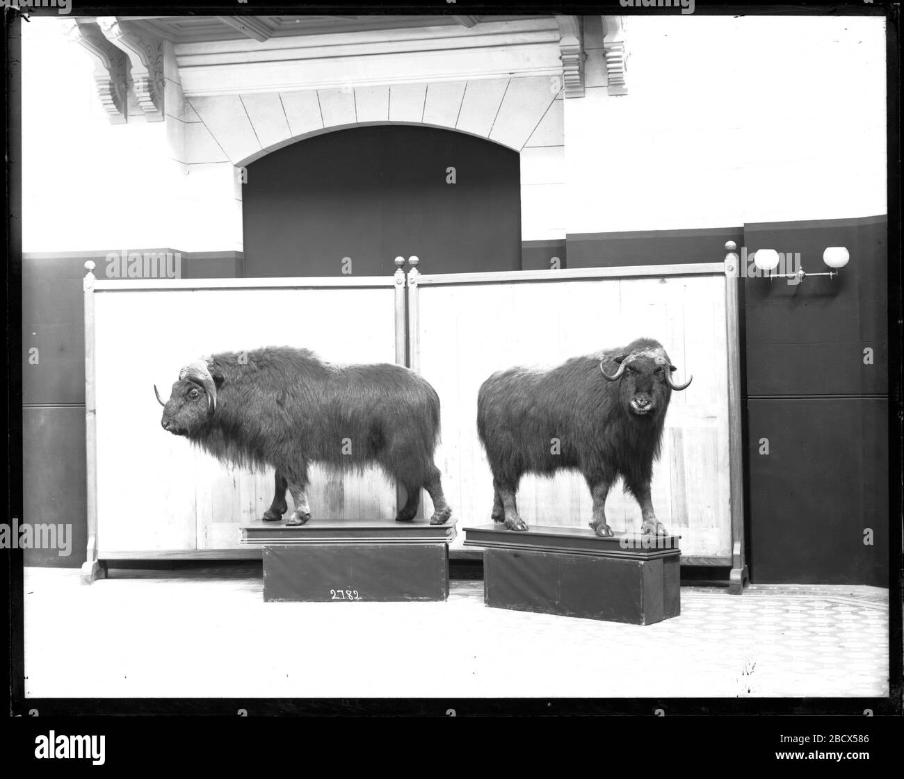 Musk Ox Models Mounted for Exhibit. Mounted for display in the United States National Museum, now known as the Arts and Industries Building.Smithsonian Institution Archives, Acc. 11-007, Box 012, Image No. MNH-2782 Stock Photo