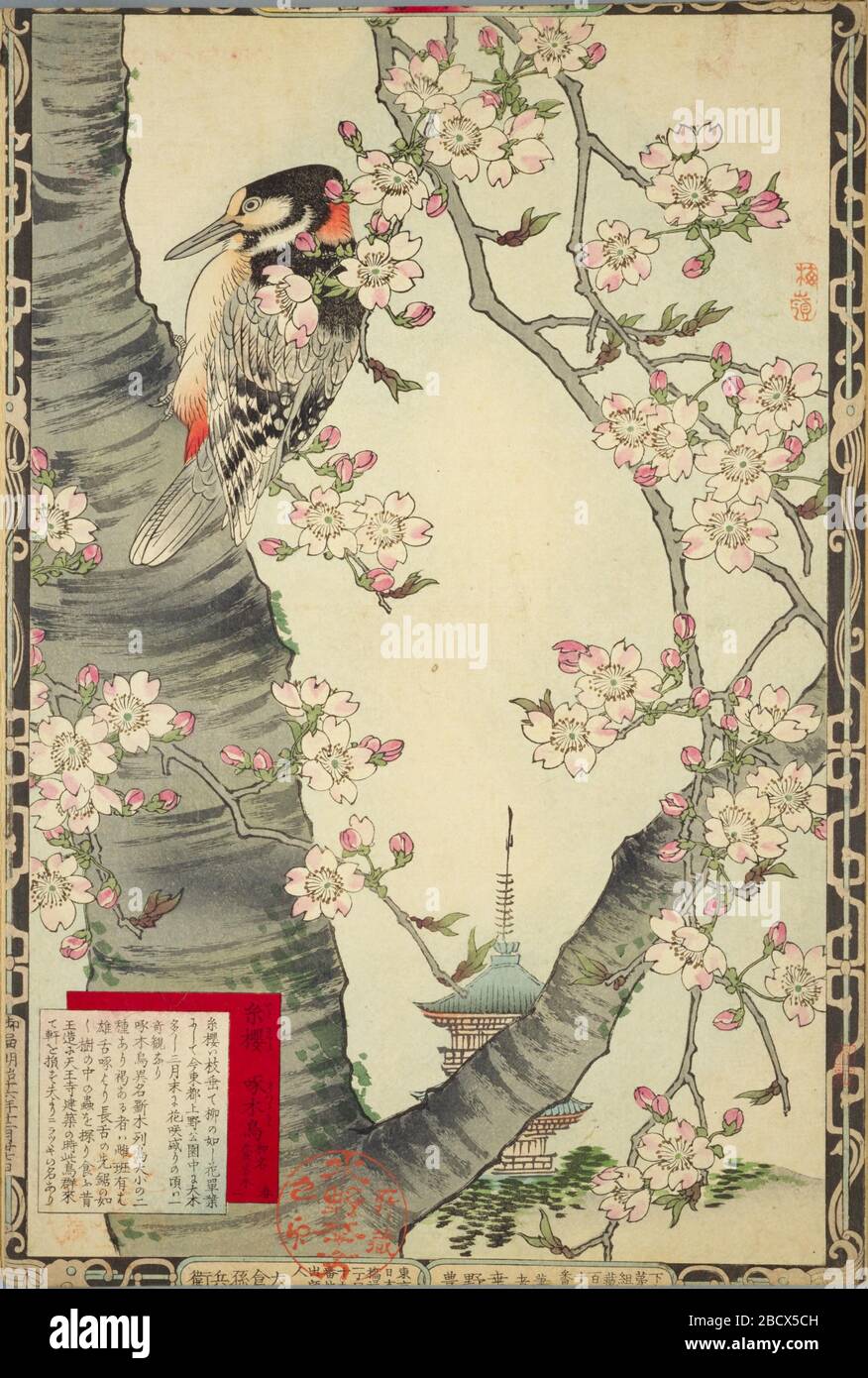 日本語 楳嶺花鳥画譜 より 春 二 糸櫻 啄木鳥 大判錦絵 English Spring 2 Drooping Cherry Tree And Woodpecker From The Series Bairei Kachō Gafu Woodblock Print 日本語 明治16年出版published In 18 This Image Is Available From The Website Of The