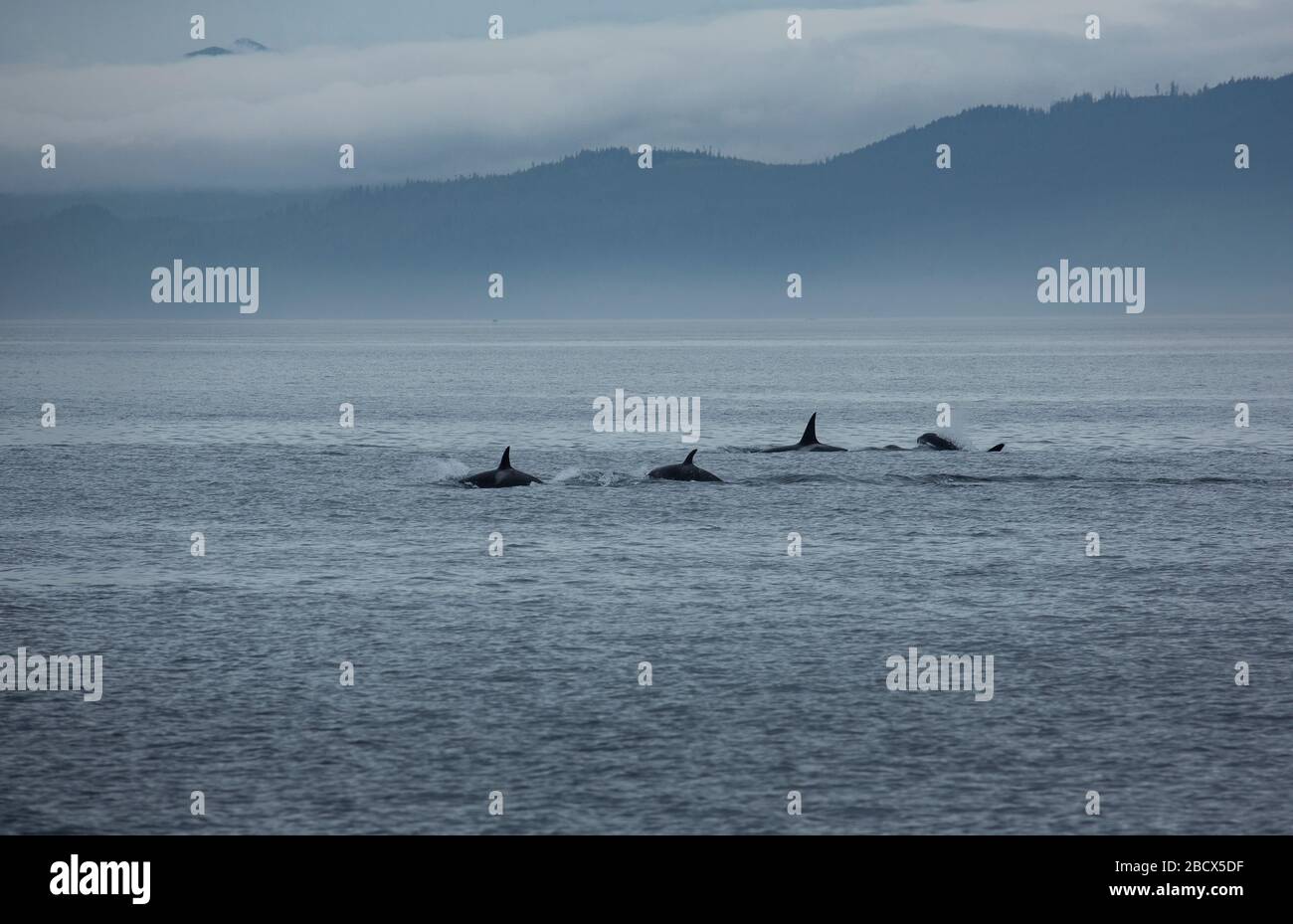 4 Transient Orcas near Vancouver Island Stock Photo