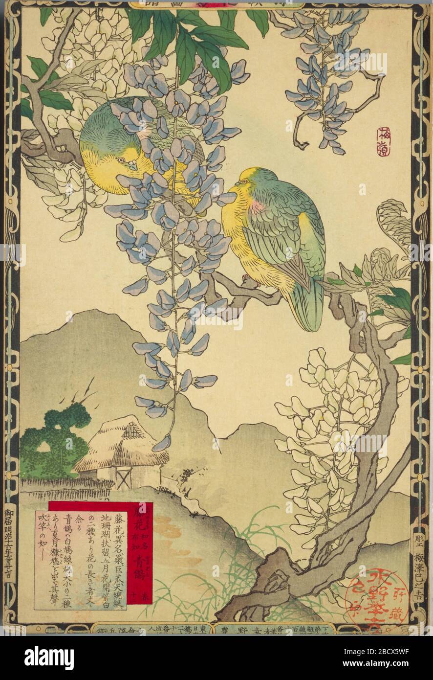 日本語 楳嶺花鳥画譜 より 春 十二 藤花 青鷦 大判錦絵 English Spring 12 Japanese Wisteria And White Bellied Green Pigeons From The Series Bairei Kachō Gafu Woodblock Print 日本語 明治16年出版published In 18 This Image Is Available From
