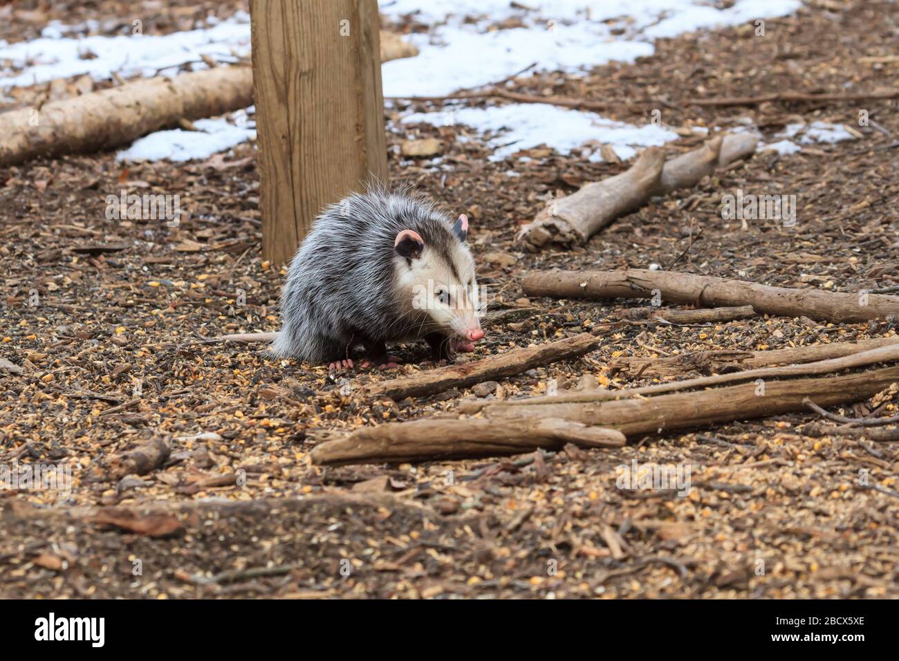 Virginia Opossum feeding under a bird feeder Stock Photo Alamy