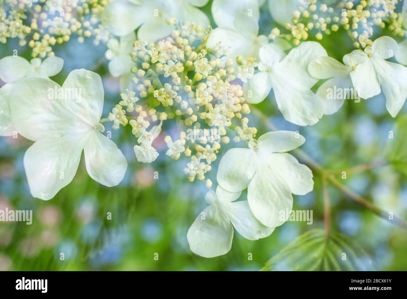 Issaquah, Washington, USA.  Floral double exposure of Doublefile Viburnum blossoms (Viburnum plicatum) and Baby Blue Eyes (Nemophila menziesii).  The Stock Photo