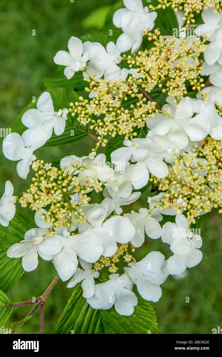 Issaquah, Washington, USA.  Doublefile Viburnum blossoms (Viburnum plicatum) tree in blossom, also known as Japanese Snowball and Summer Snowflake tre Stock Photo