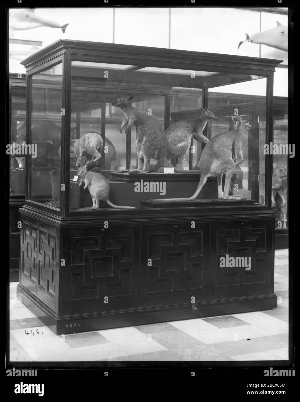 Mammals Exhibits. Mammals exhibits in the United States National Museum, now known as the Arts and Industries Building, featuring exhibit case containing marsupial models.Smithsonian Institution Archives, Acc. 11-007, Box 020, Image No. MNH-4491 Stock Photo
