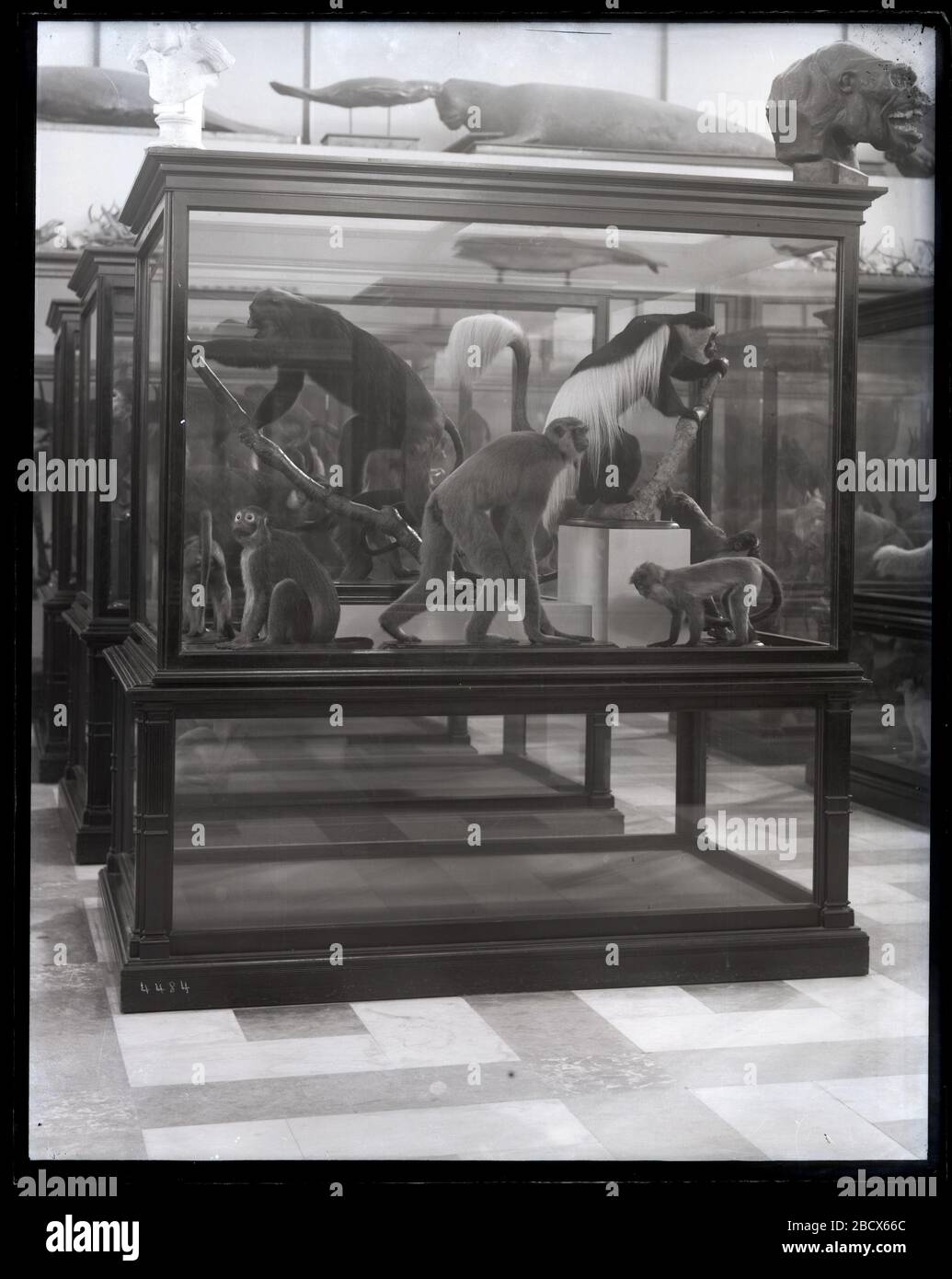 Mammals Exhibits. Mammals exhibits in the United States National Museum, now known as the Arts and Industries Building, featuring exhibit case containing models of several species of monkey.Smithsonian Institution Archives, Acc. 11-007, Box 020, Image No. MNH-4484 Stock Photo