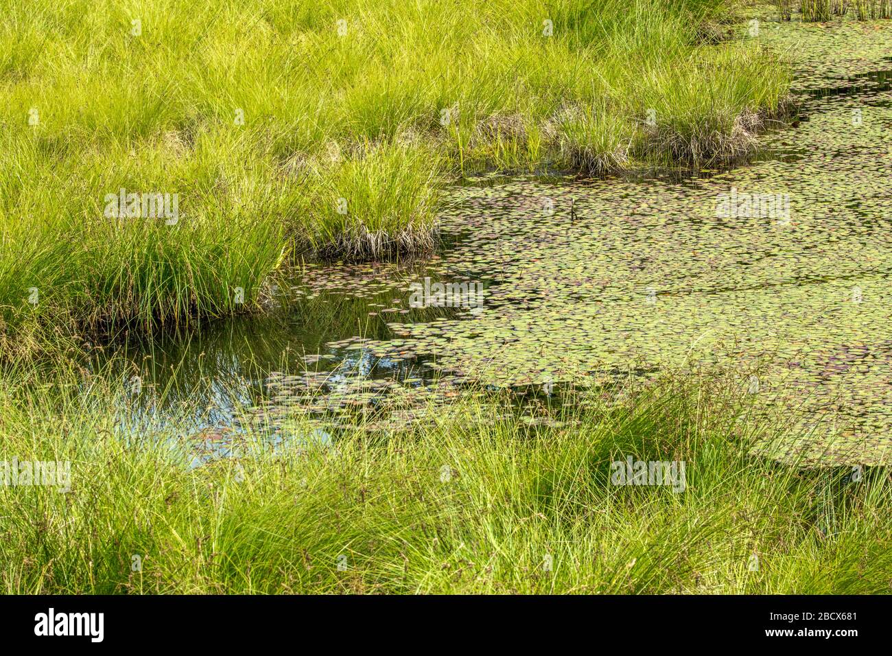 Nisqually National Wildlife Refuge, Nisqually, Washington, USA.  Water lily pads covering a shallow pond. Stock Photo