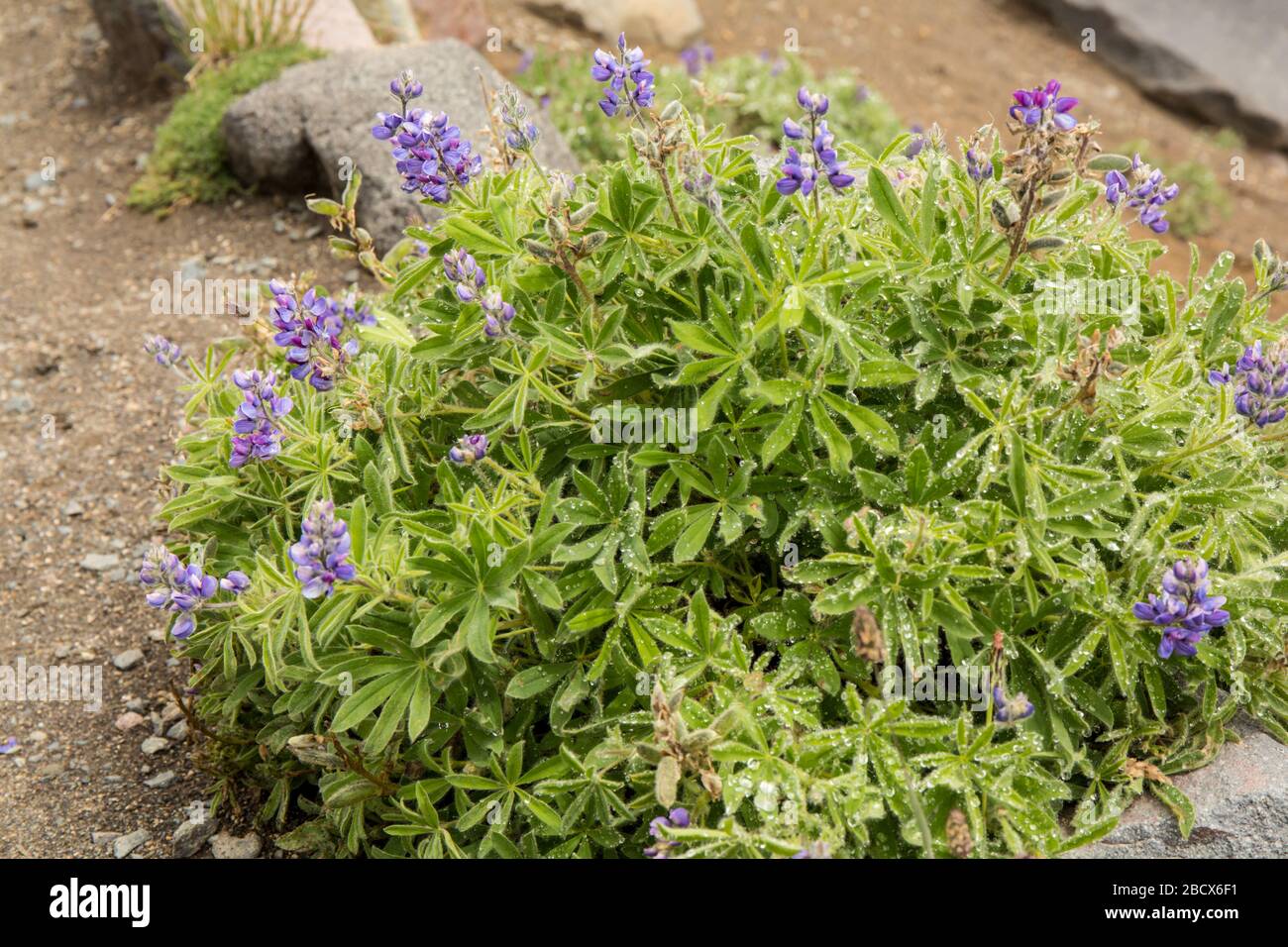 Broadleaf Lupine (or Broad-leaf or Subalpine lupine) wildflowers in Mount Rainier National Park, Washington, USA.  Each 1' - 3' bushy plant has severa Stock Photo
