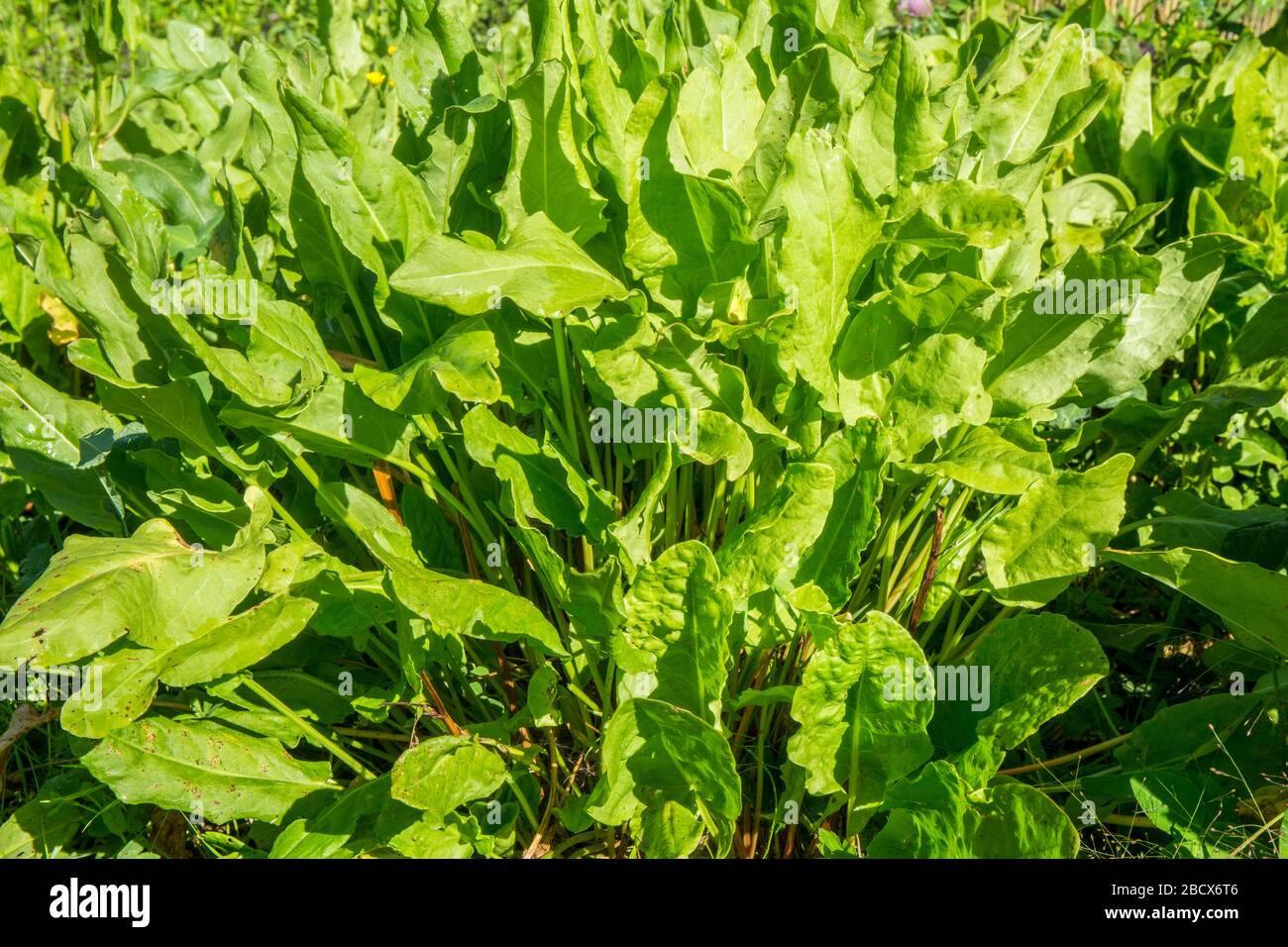 Common sorrel or garden sorrel (Rumex acetosa) growing in Maple Valley, Washington, USA.   It is often simply called sorrel, a perennial herb Stock Photo