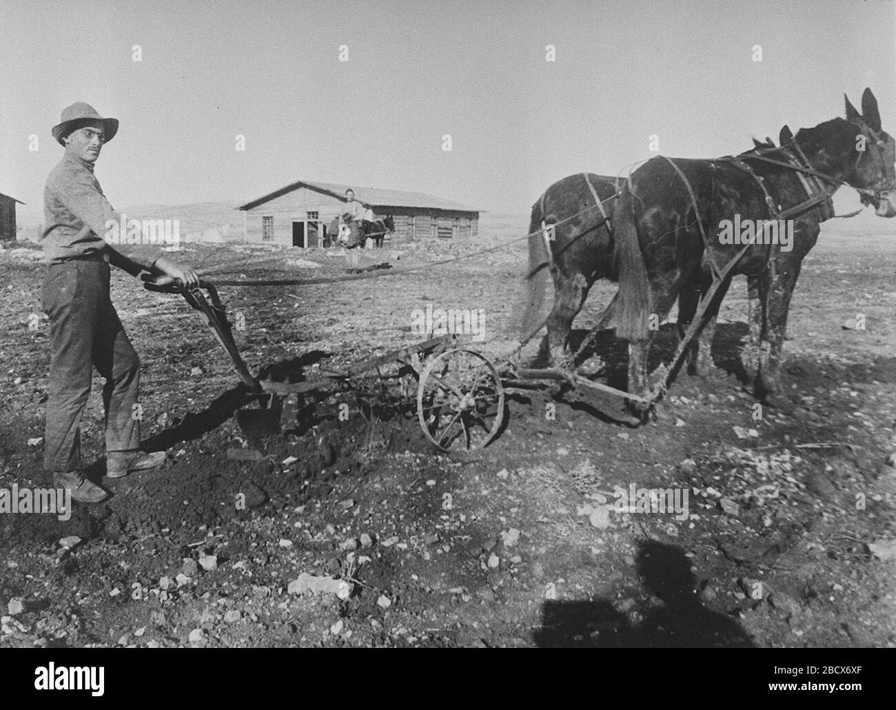 English A Settler Ploughing The Land Of Kibbutz Kiryat Anavim O U I O I C E C I I Ss O E I Ss O E O U 30 November 19 This Is Available From National Photo Collection Of Israel Photography Dept