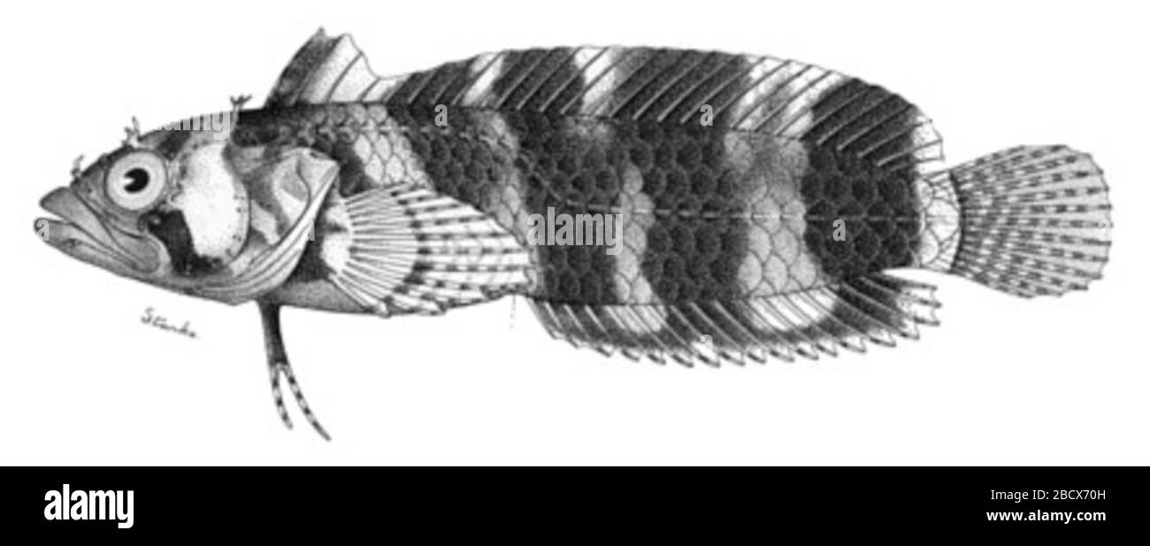 Auchenopterus cingulatus Evermann Marsh. 260. 15.7 mm sl. date of collection came from label found in jar with holotype.18 Aug 20141 Auchenopterus cingulatus Evermann Marsh Stock Photo