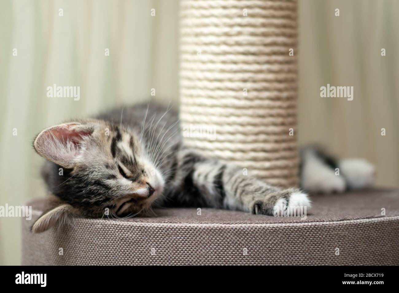 Cute gray tabby kitten sleeping near the scratching post. Stock Photo