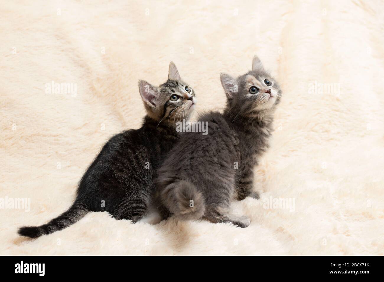 Two cute kittens on a cream fluffy fur blanket. Stock Photo