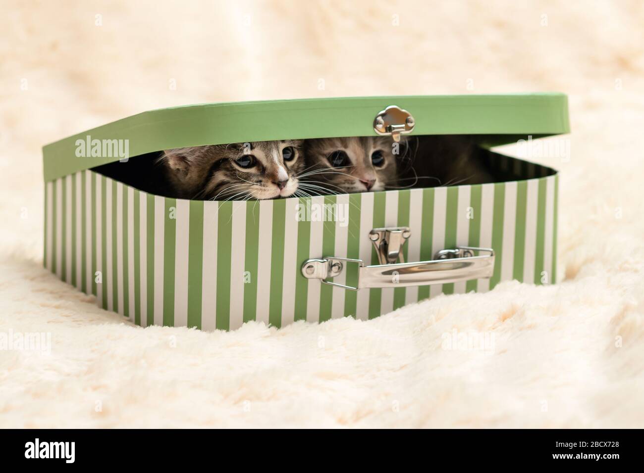 Two cute kittens peek out of a gift box in the form of a small suitcase Stock Photo