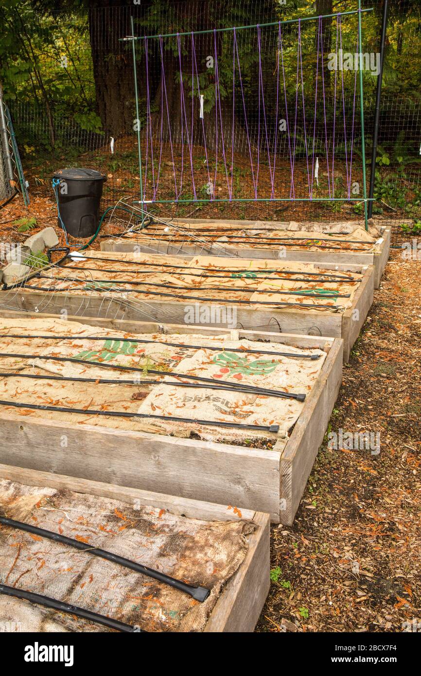Burlap bags covering dormant raised bed vegetable garden to mulch, protect from weeds and winterize. Stock Photo