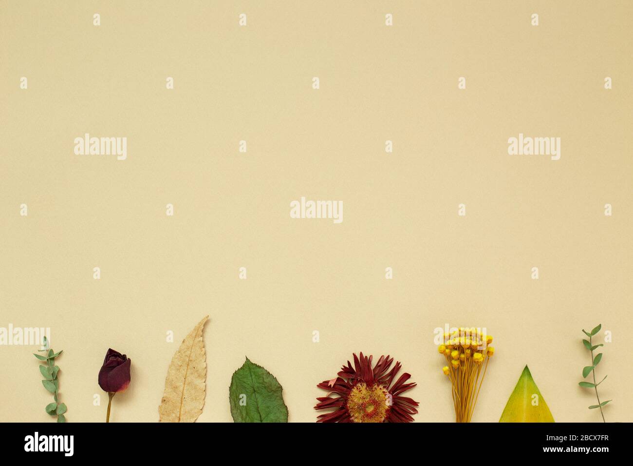 Dry flowers and leaves on beige background. Floral composition, flat lay, top view, copy space Stock Photo