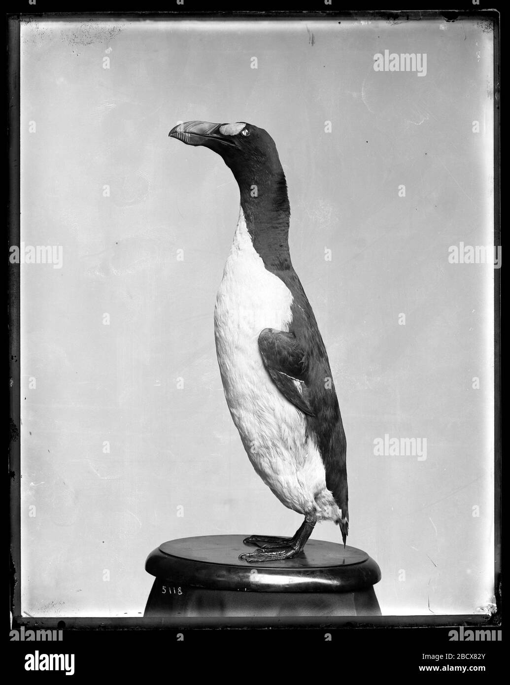 Mounted Model of a Great Auk. See Annual Report of the Board of Regents, including USNM, 1892, Plate XXXVII.Specimen collected by C.E. Gotz, Isle of Eldey, Iceland, North Atlantic Ocean, June 1834. USNM Cat. No. 57338.As first prepared. This specimen was later remodeled by taxidermist Nelson R. MNH-5118 Stock Photo