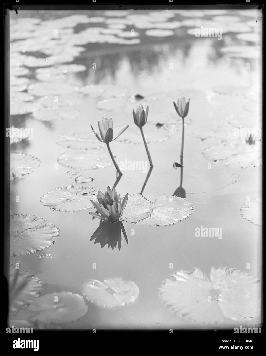 Water Lilies in United States Fish Commission Hatchery Pond. U.S. Fish Commission fish hatchery pond for the production of carp, golden ide, and tench, located near the grounds of the Washington Monument.Smithsonian Institution Archives, Acc. 11-007, Box 026, Image No. MNH-5127 Stock Photo
