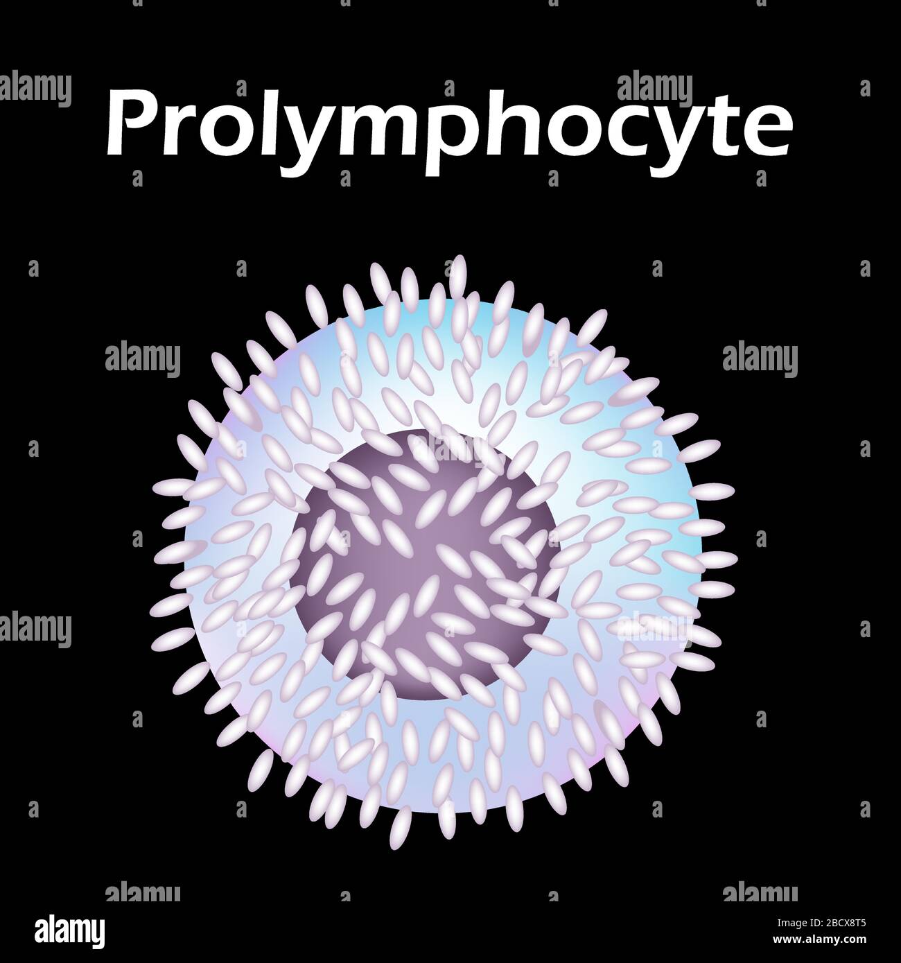 The Structure Of The Lymphocyte. Lymphocytes Blood Cell. White Blood ...