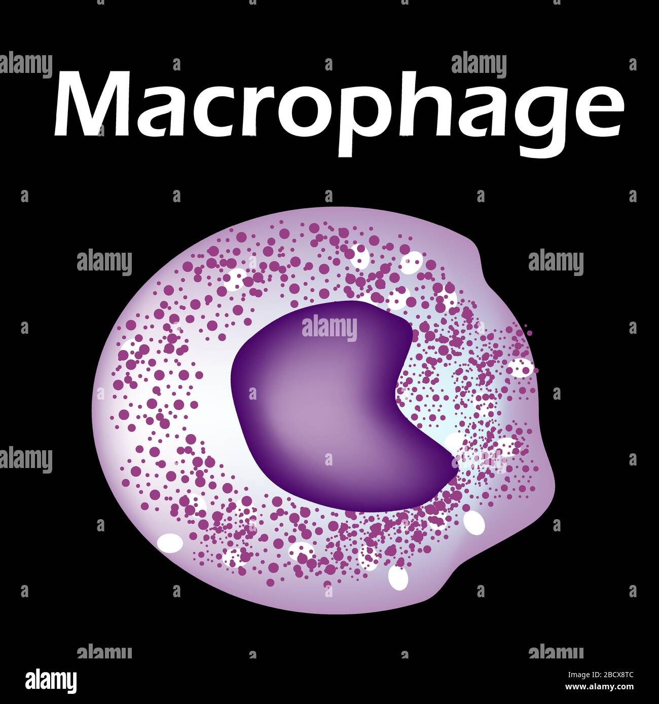 Macrophage Cell Structure