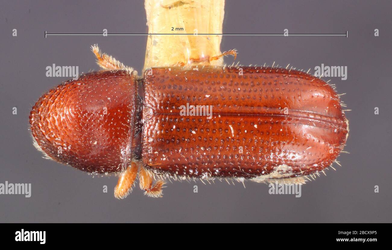 Pityophthorus electus. Label: Pinus ponderosa / 37a6 Nov 20171 Pityophthorus electus Stock Photo