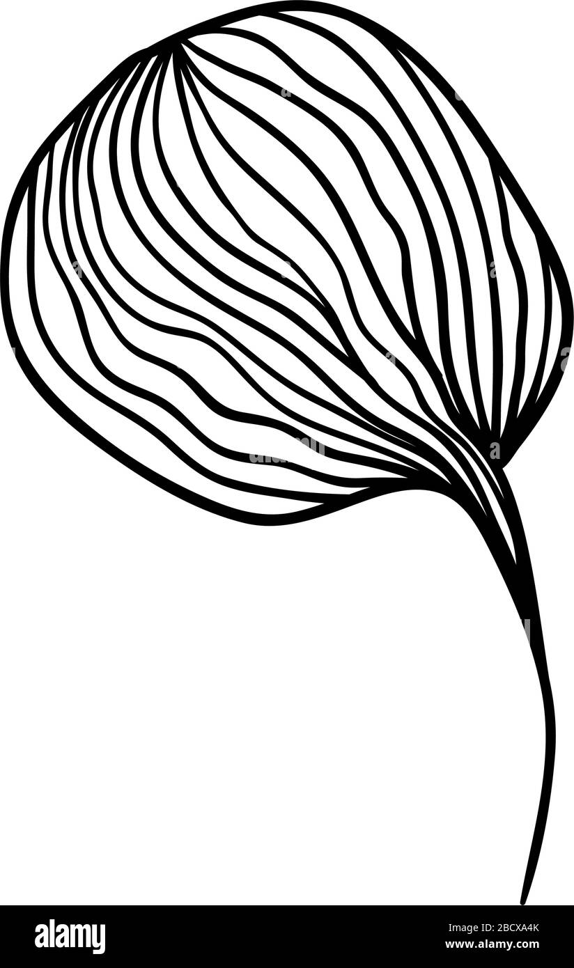 Cotton Flower Anstract Line Art Contour Drawing. Isolated Single ...