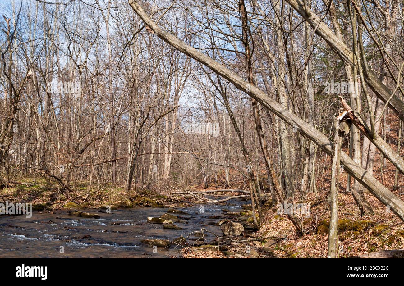 Thompson Run, a natural stream running through springs woods in