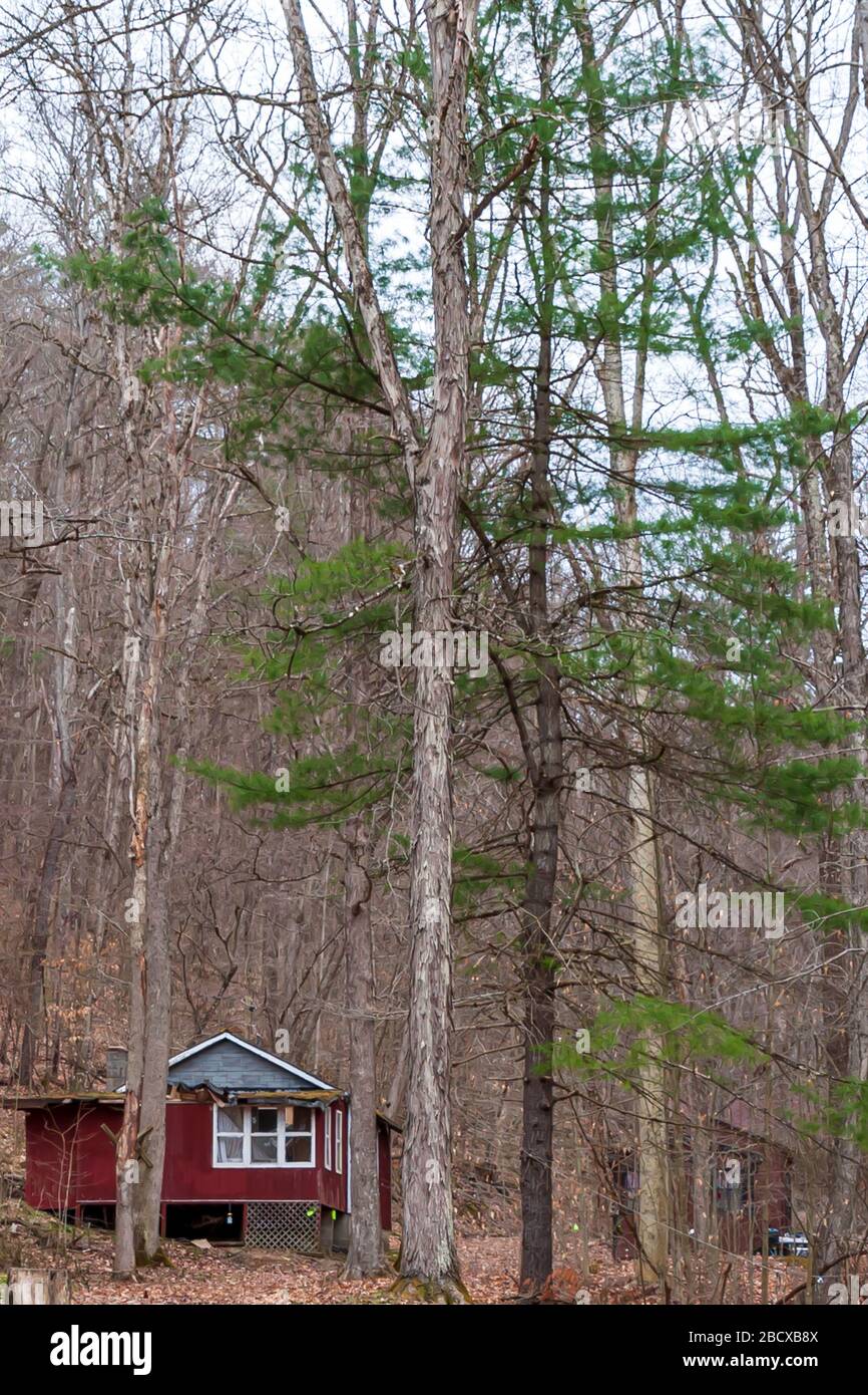 Two old hunting camps in bare spring woods in Warren County, Deerfield