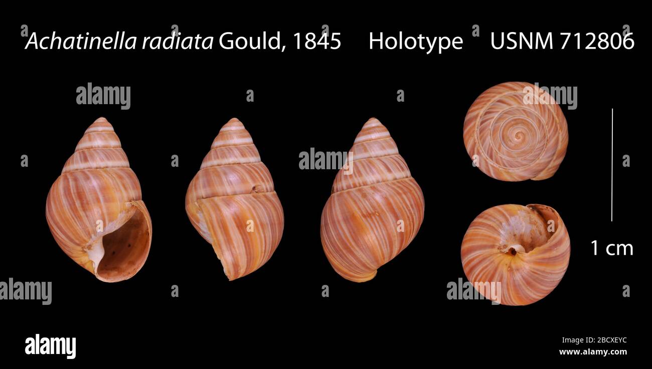 Achatinella radiata. Taxa: Achatinella radiata; 91d; TYPE COLL.26 Sep 20191 Achatinella radiata Stock Photo