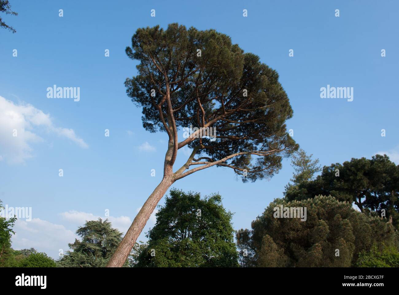 Pine Pinus Tree Royal Botanic Gardens Kew Gardens, Richmond, London ...
