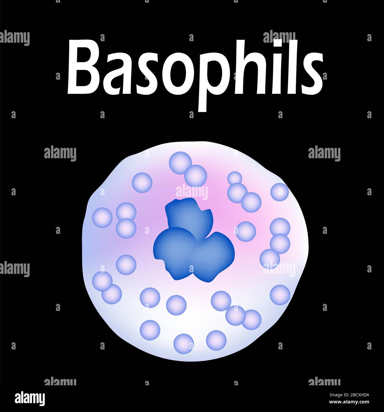 Basophils structure. Basophils blood cells. White blood cells. leukocytes.  Infographics. Vector illustration on isolated background Stock Vector Image  & Art - Alamy