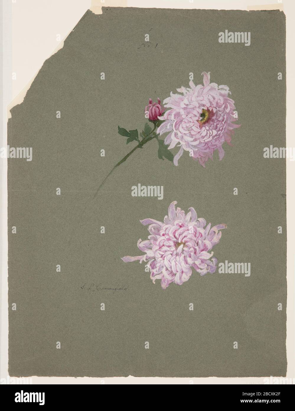 Two Studies of Violet Chrysanthemums. Research in ProgressTwo violet chrysanthemum blossoms, one with stalk, leaf and bud in the center of the page. Two Studies of Violet Chrysanthemums Stock Photo