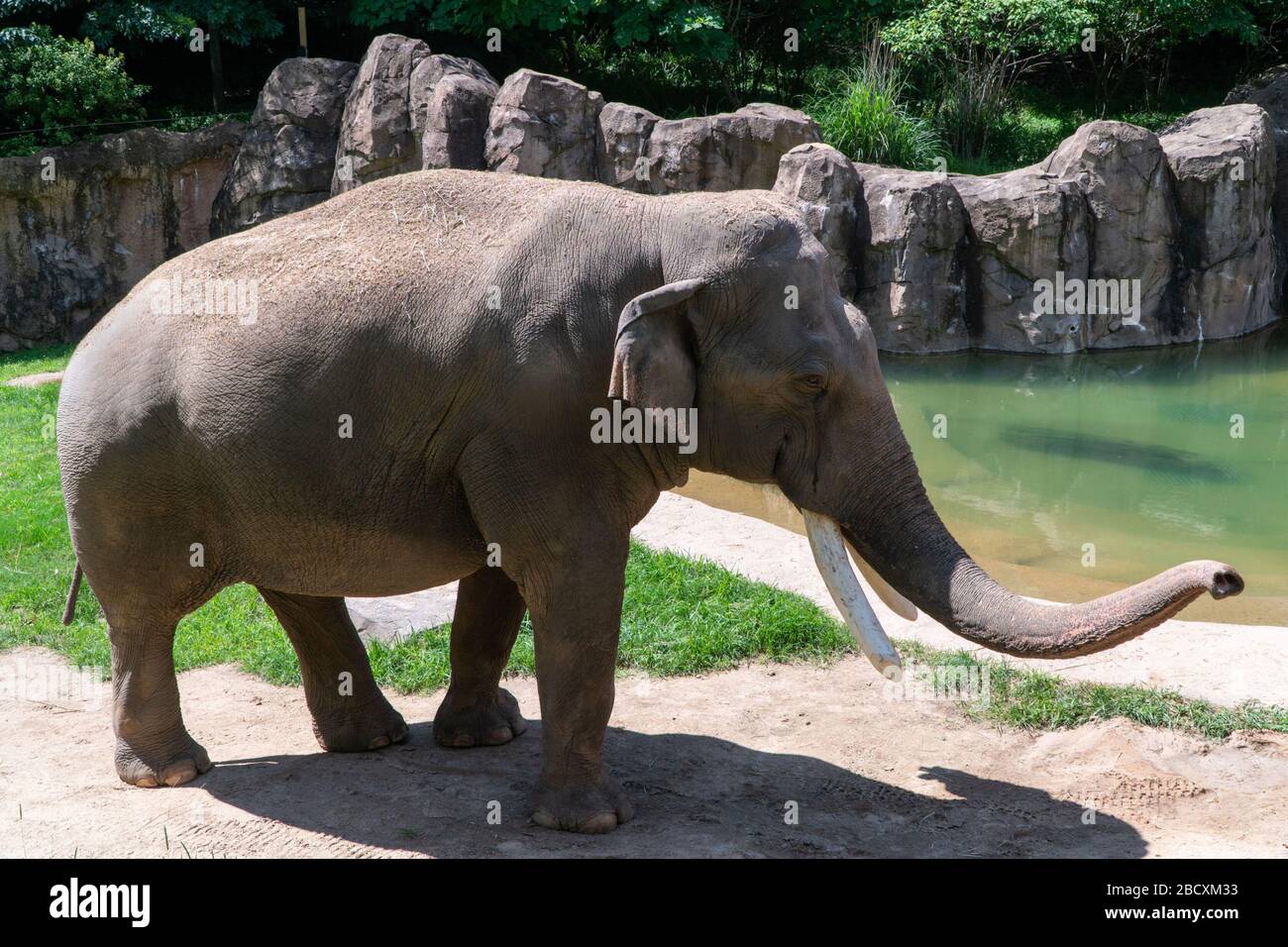 Asian Elephant. Elephant Trails,Asian elephant,Spike,Species: maximus,Genus: Elephas,Family: Elephantidae,Order: Proboscidea,Class: Mammalia,Phylum: Chordata,Kingdom: Animalia Asian Elephant Stock Photo