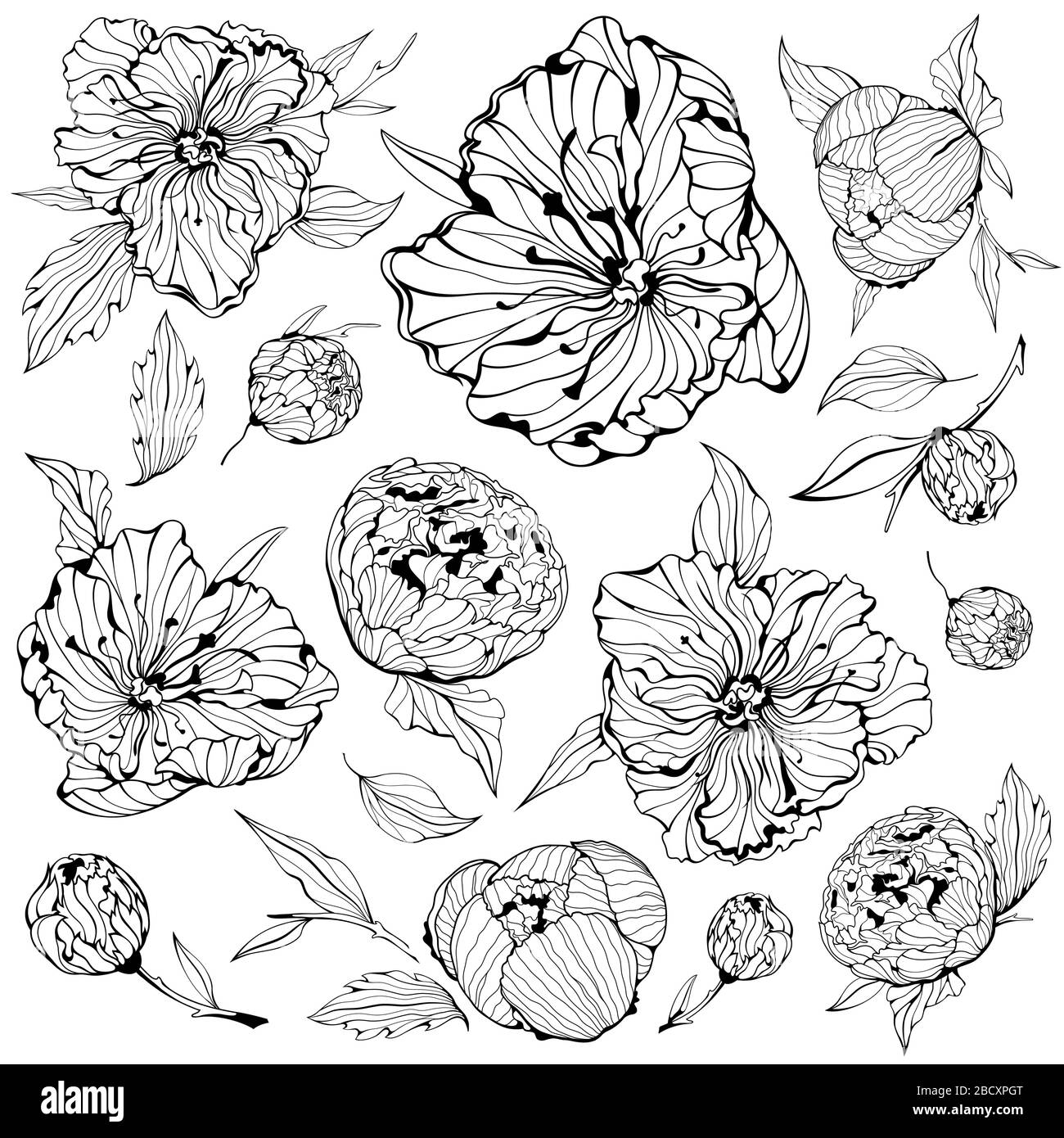 Set of isolated Peony Flowers Stock Vector
