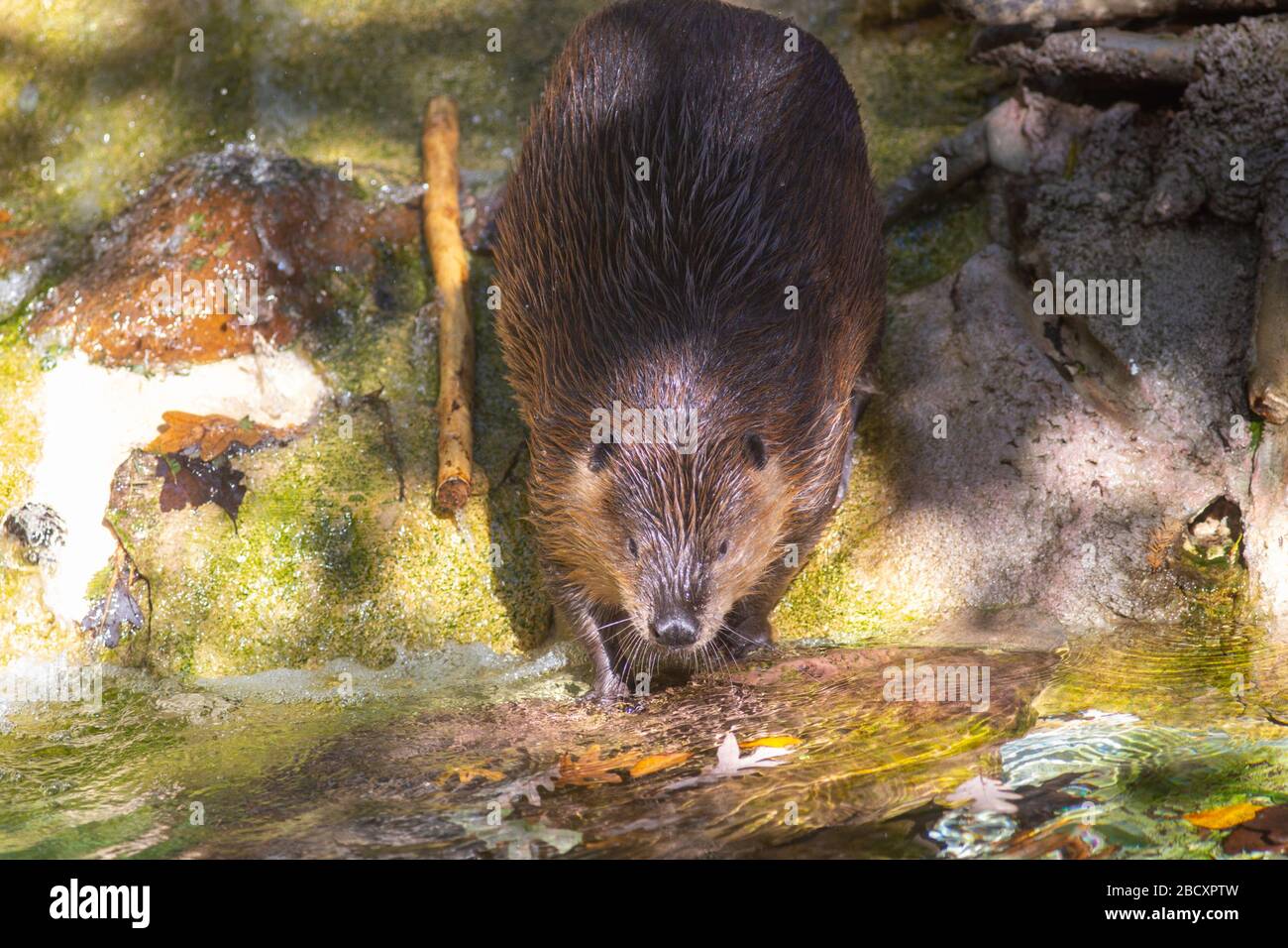 American Beaver. Species canadensis,Genus Castor,Family Castoridae