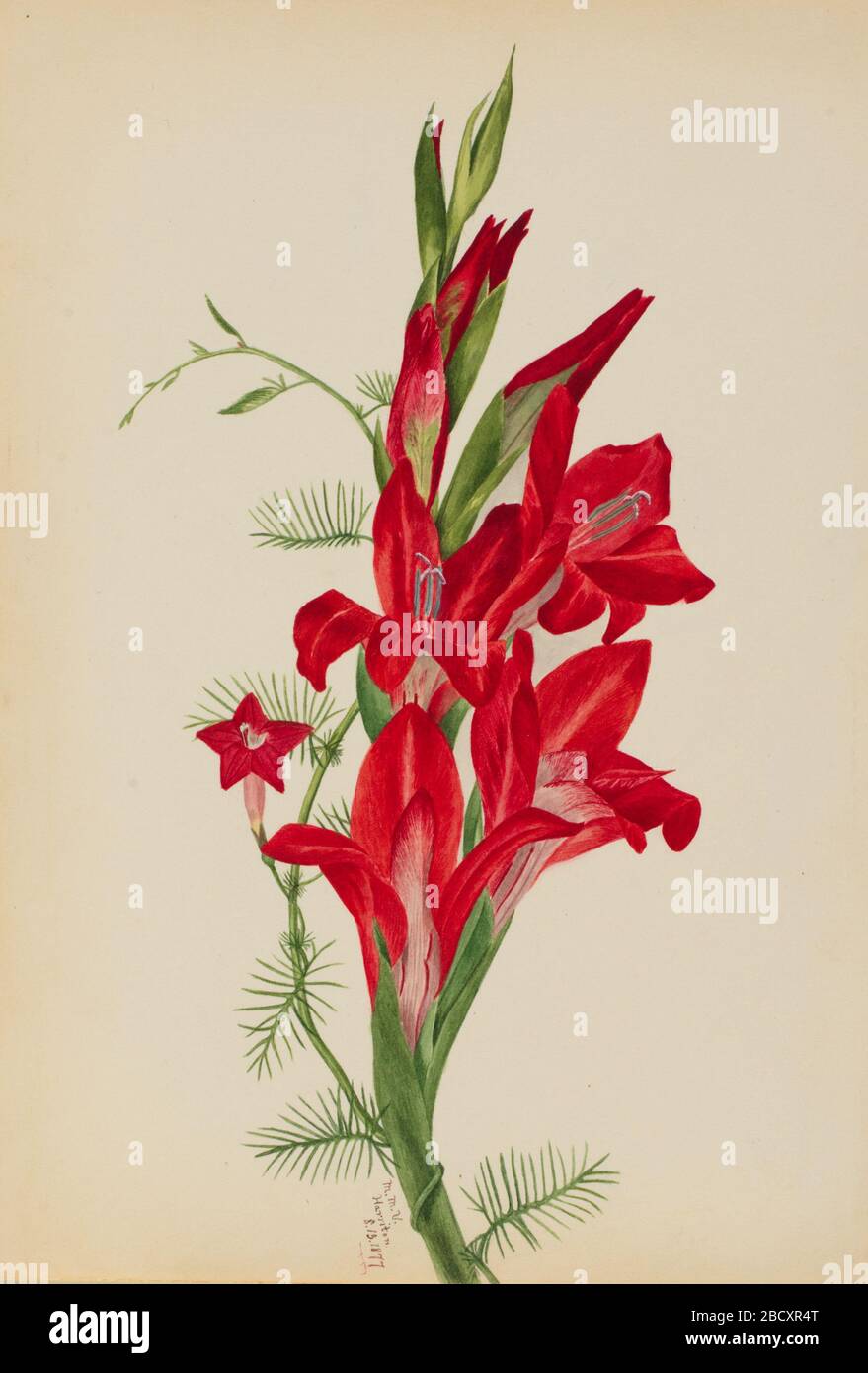 Cannas and Cypress Vine Canna species and Ipomoea quamoclit. Stock Photo