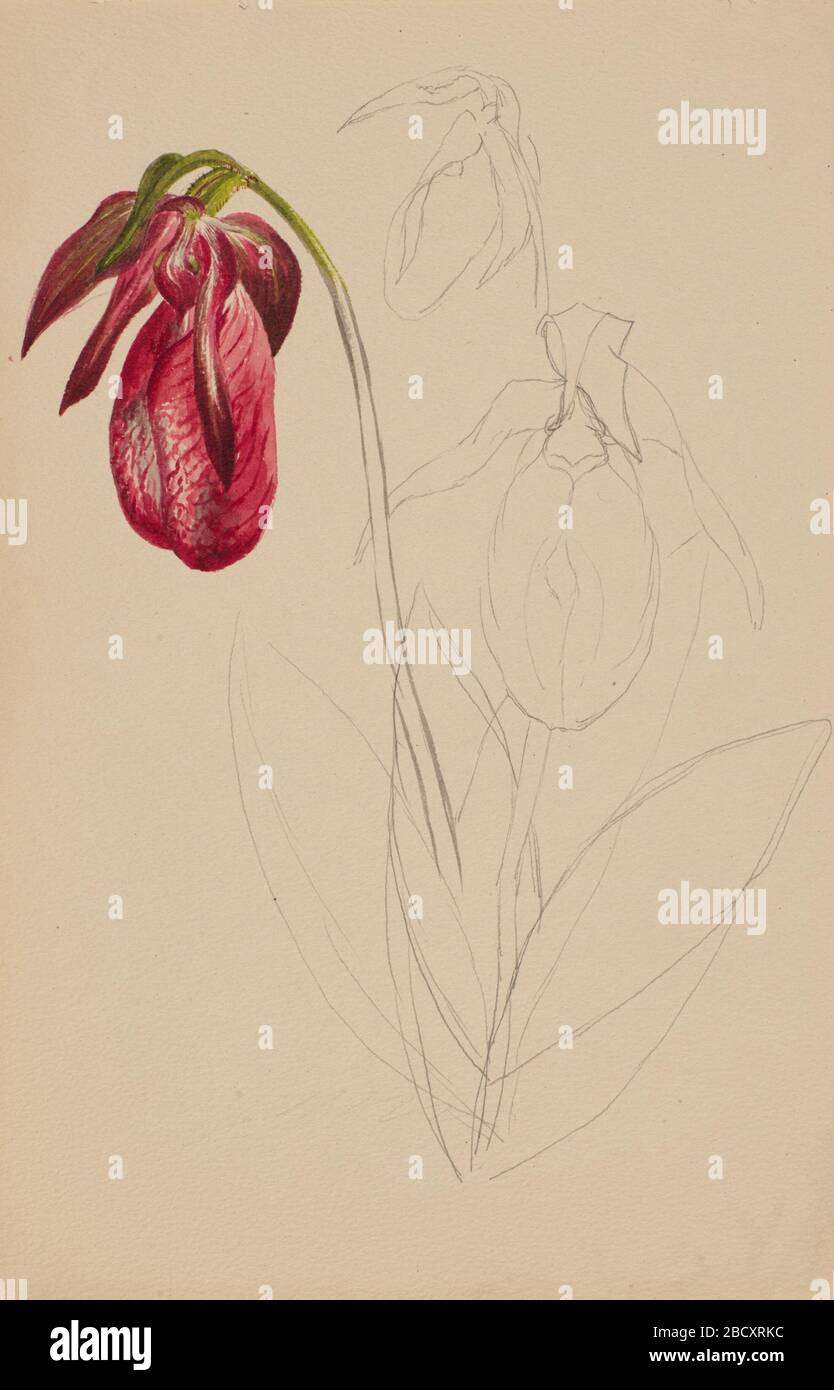 Untitled Unfinished Sketch Stock Photo Alamy