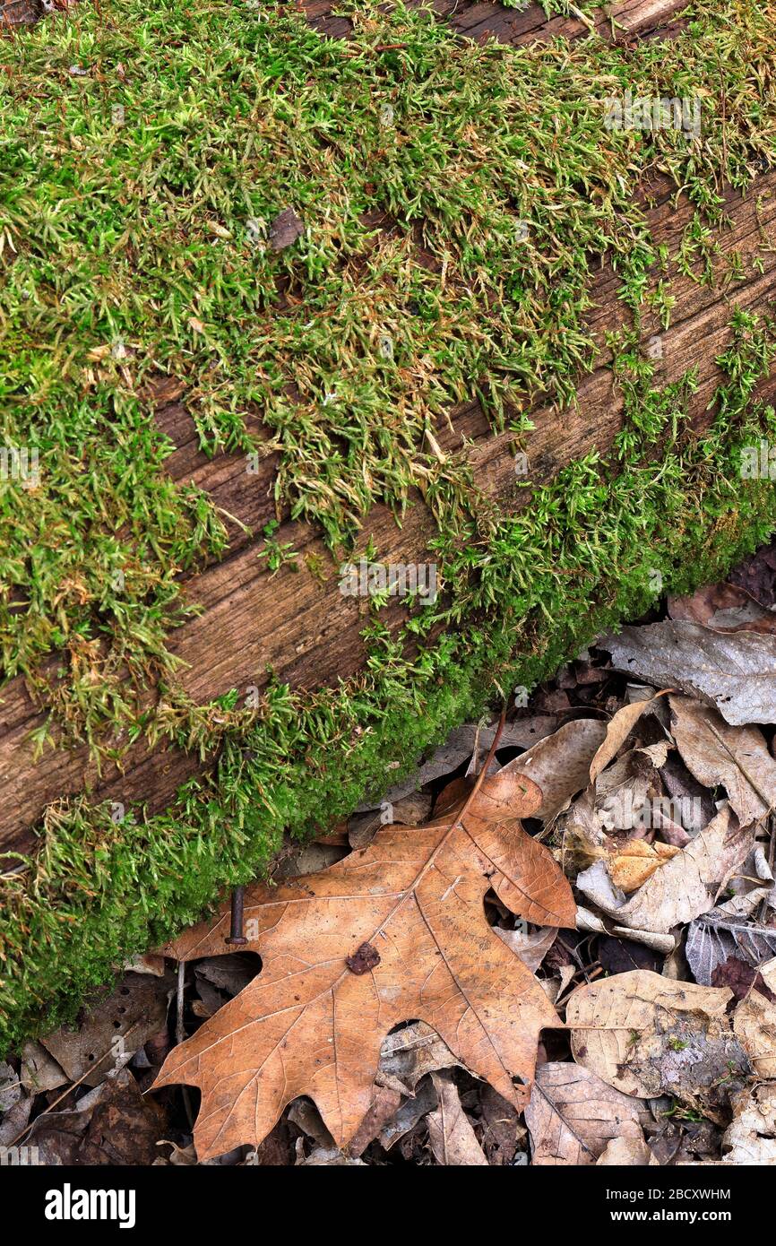 Lichen growing on an old utility pole amid fallen leaves and ground clutter Stock Photo