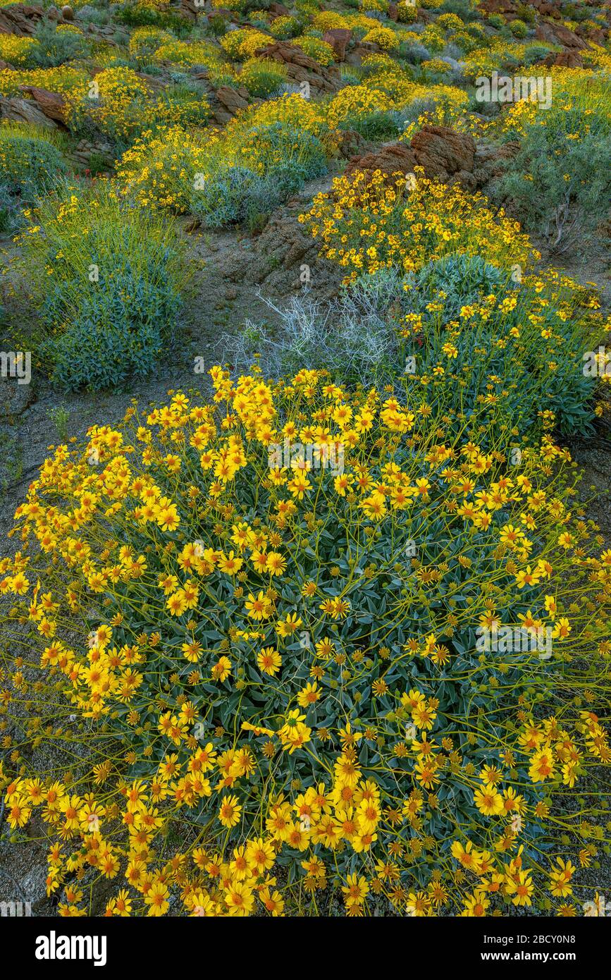 Brittlebush, Encelia farinosa, Glorietta Canyon, AnzaBorrego Desert State Park, California