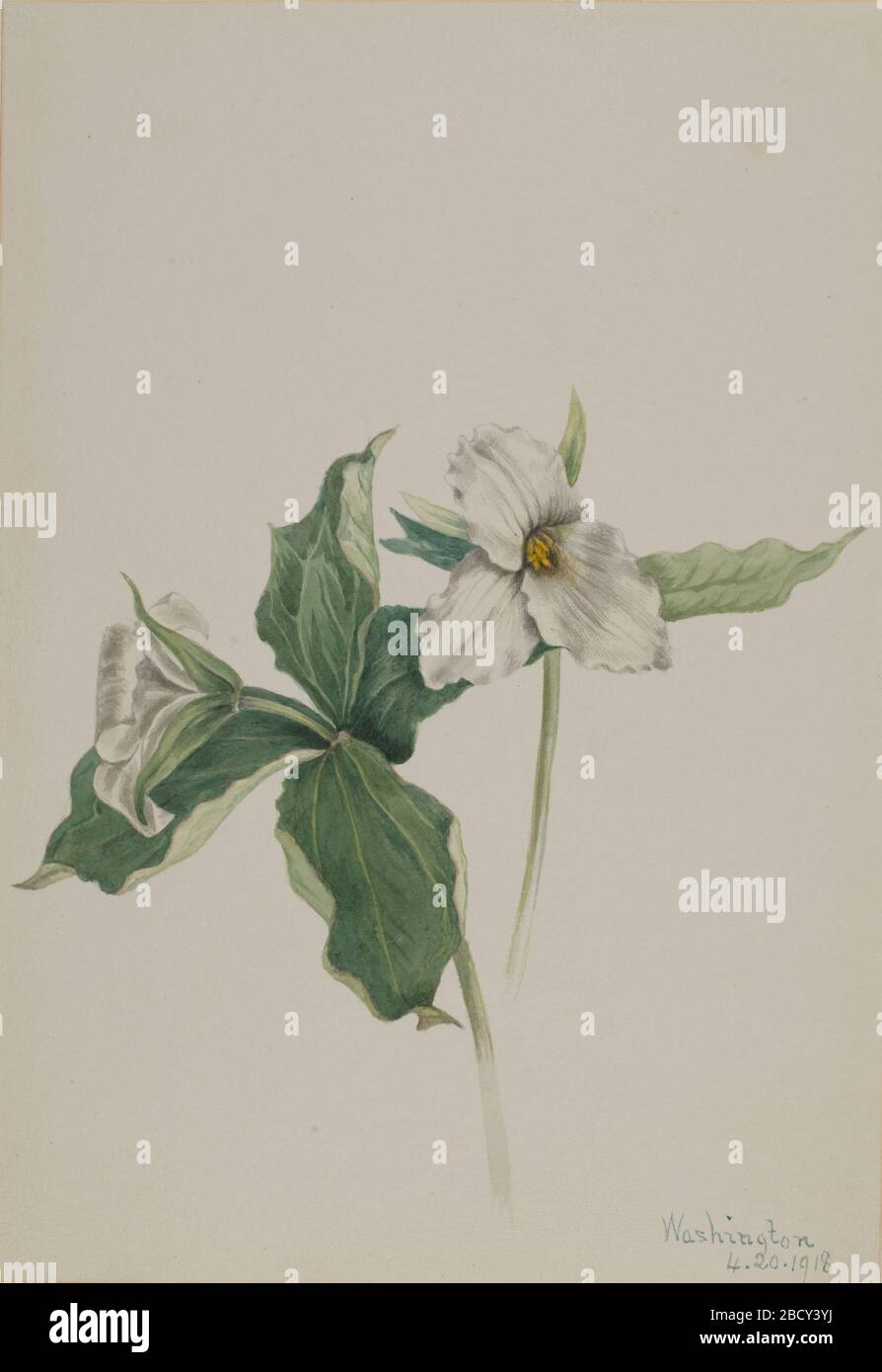 WakeRobin Trillium grandiflorum. Stock Photo