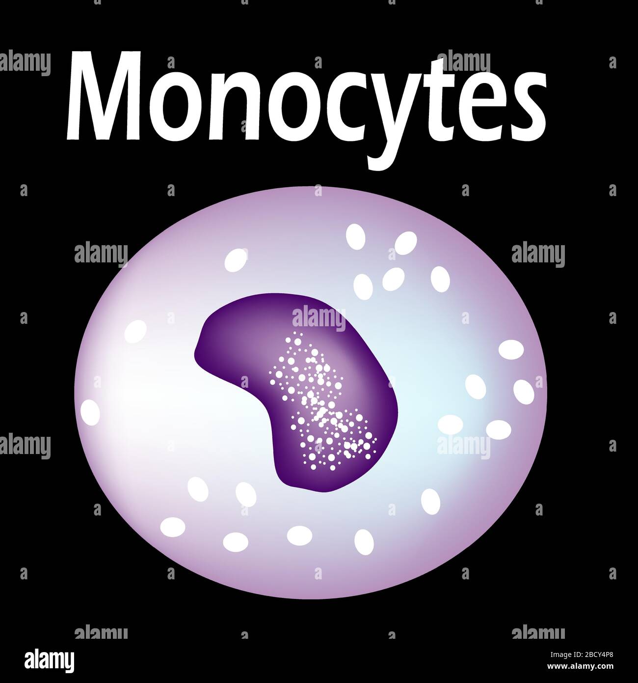 white blood cell parts