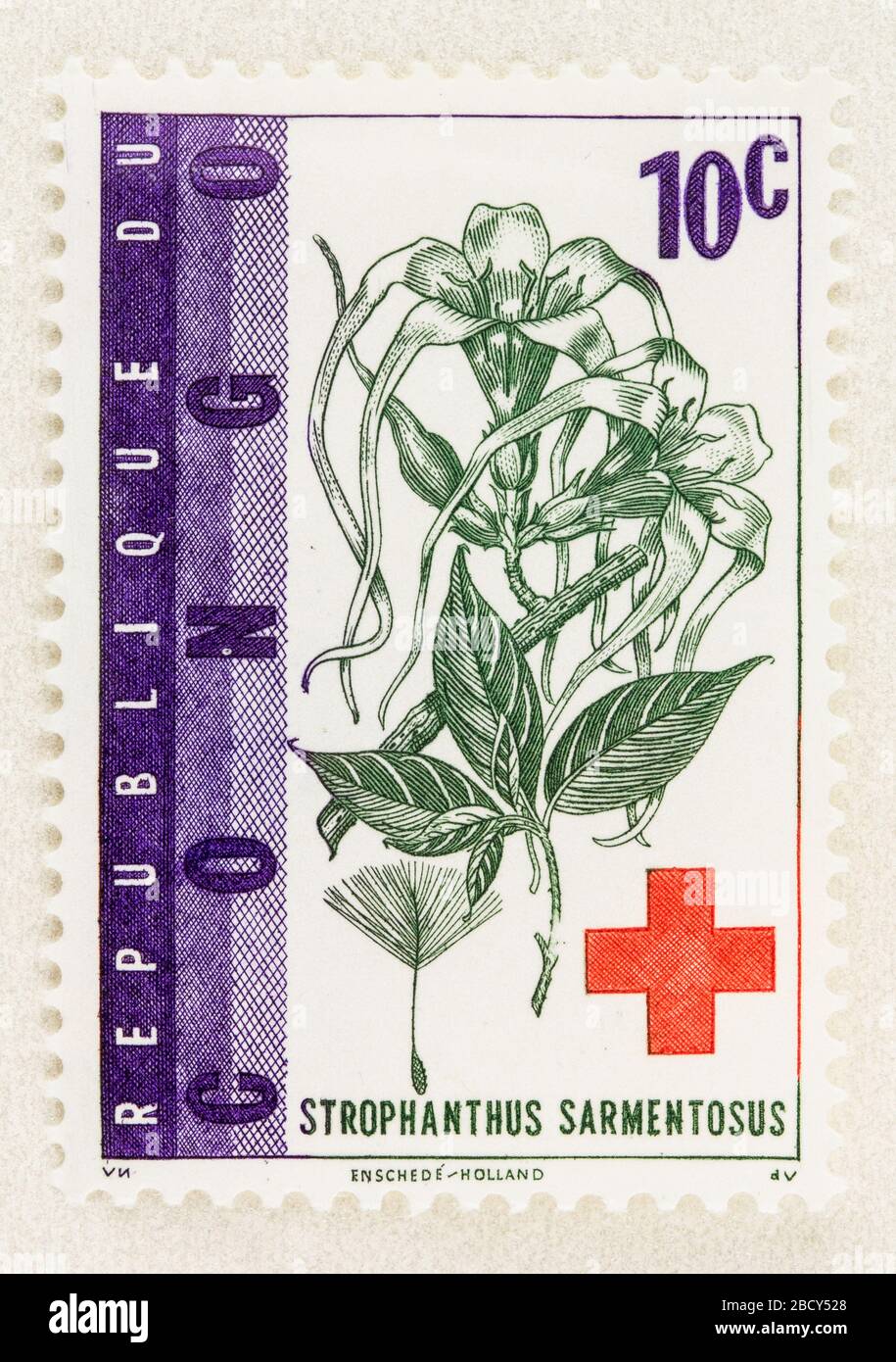 SEATTLE WASHINGTON - April 3, 2020: Close up of Congo stamp with medicinal plant  Strophanthus sarmentosus, aka poison arrow vine, and Red Cross. Stock Photo