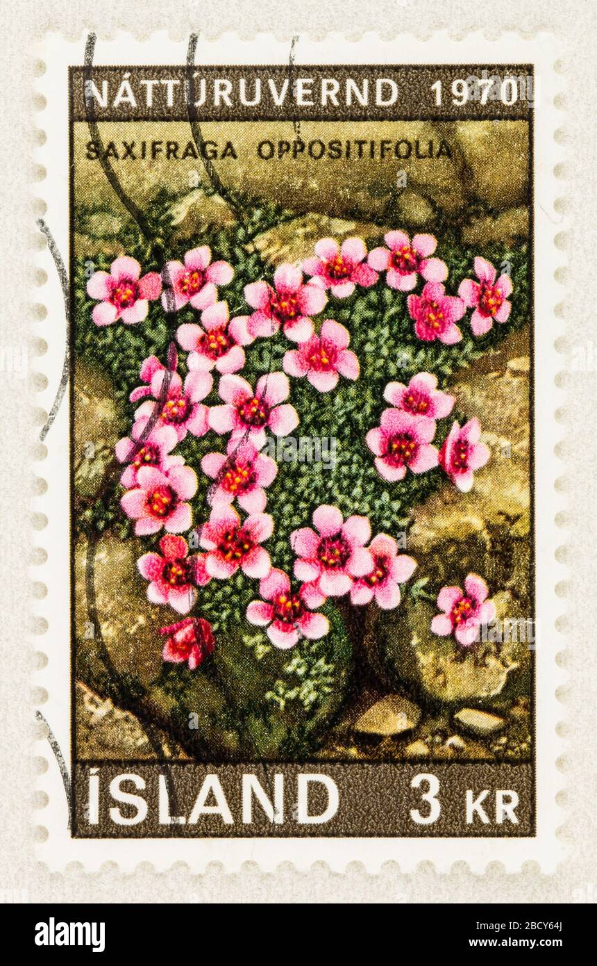 SEATTLE WASHINGTON - April 4, 2020: Close up of Iceland postage stamp featuring perennial Saxifraga oppositufolia. Scott #425. Stock Photo