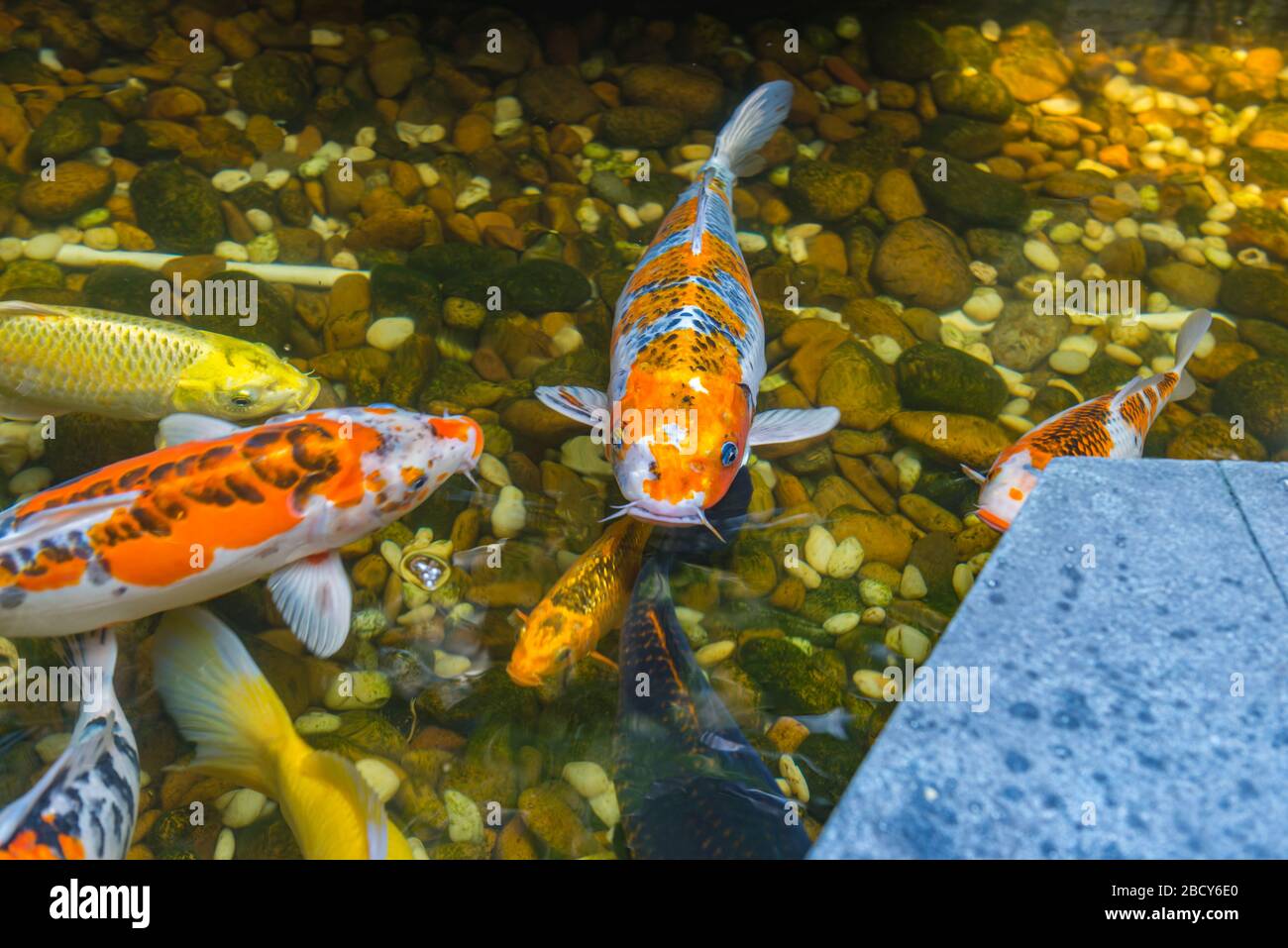 Page 2 Japanese Koi Fish High Resolution Stock Photography And Images Alamy