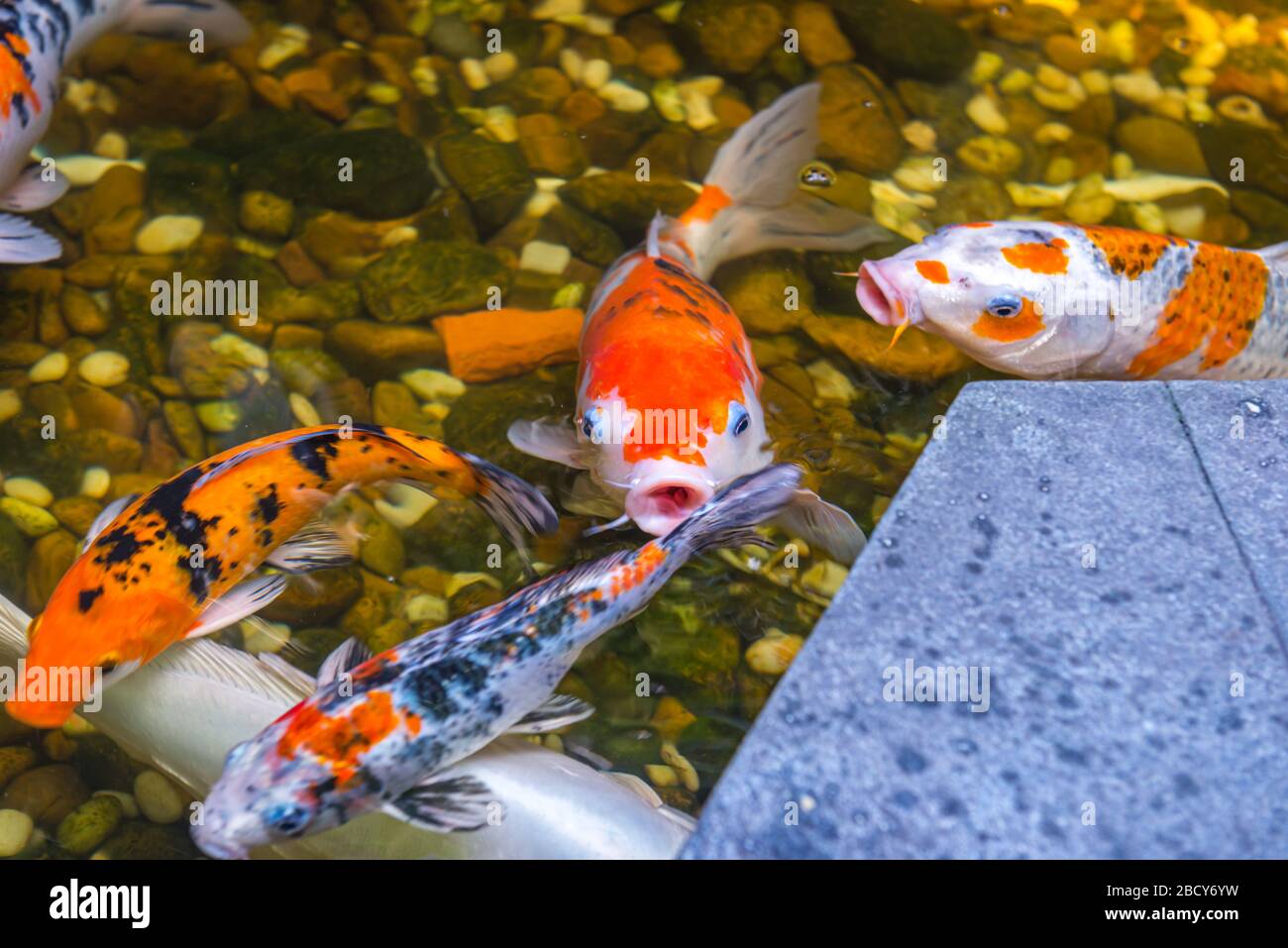 Cute koi fish hi-res stock photography and images - Alamy