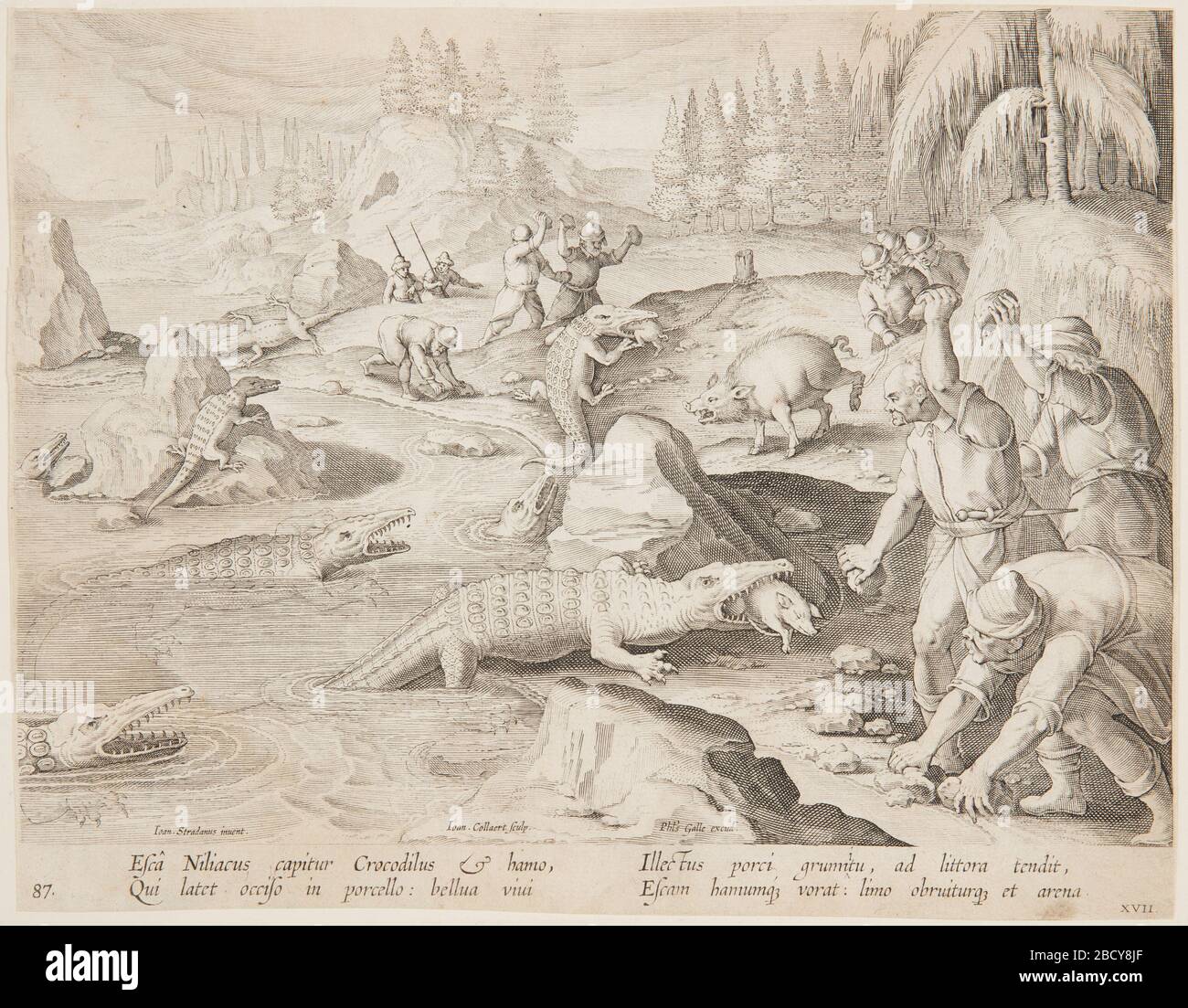 Crocodile hunt. Research in ProgressHorizontal rectangle. Crocodiles are baited by pigs, caught in the act of devouring the small animals tied up close to the edge of the beach. The crocodiles, unable to retreat easily, are stoned by men, waiting for them on the beach. At lower left: 'Ioan. Crocodile hunt Stock Photo