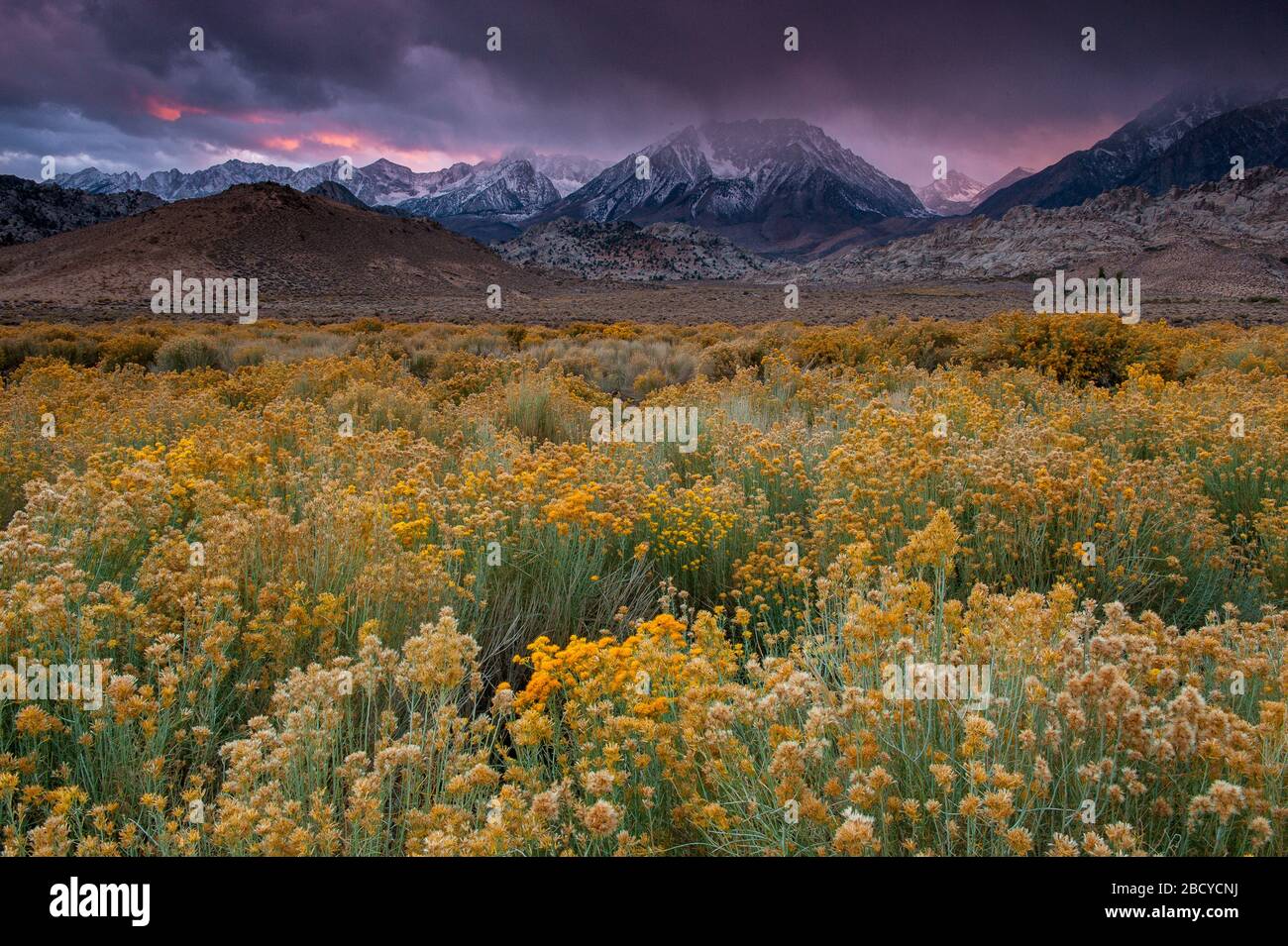 Storm Clouds, Rabbitbrush, The Buttermilks, Mount Humphries, Basin Mountain, Mount Tom, Bishop Creek National Recreation Area, Inyo National Forest, C Stock Photo