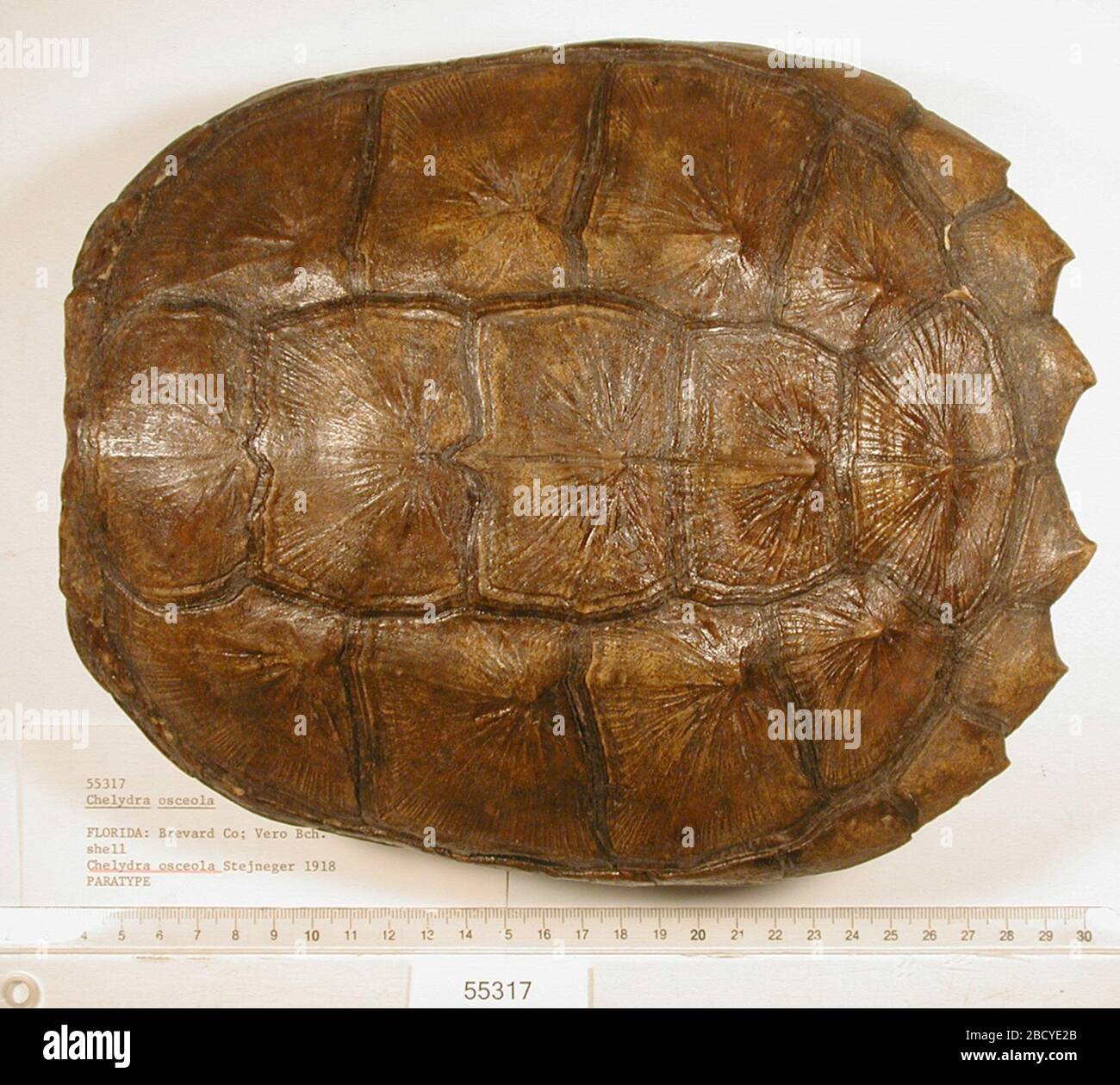 Chelydra serpentina osceola hi-res stock photography and images - Alamy