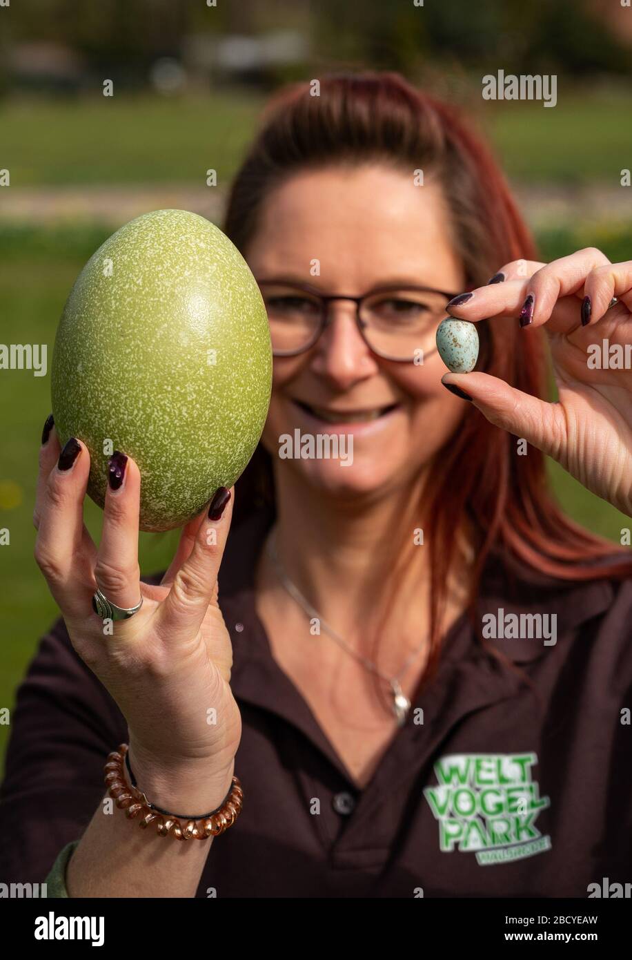 Walsrode, Germany. 02nd Apr, 2020. Stefanie Alonso Malo, assistant to the veterinarian at Weltvogelpark Walsrode, holds an egg from the red-necked cassowary (l) and the long-tailed starling (r) in her hands. There are about 12,000 different species of birds worldwide, and nests and eggs of about 8,000 species are known. Credit: Philipp Schulze/dpa/Alamy Live News Stock Photo