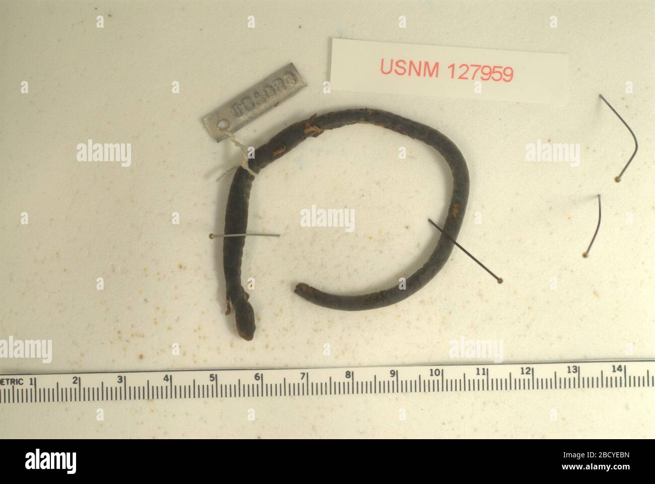 Oedipina hires stock photography and images Alamy