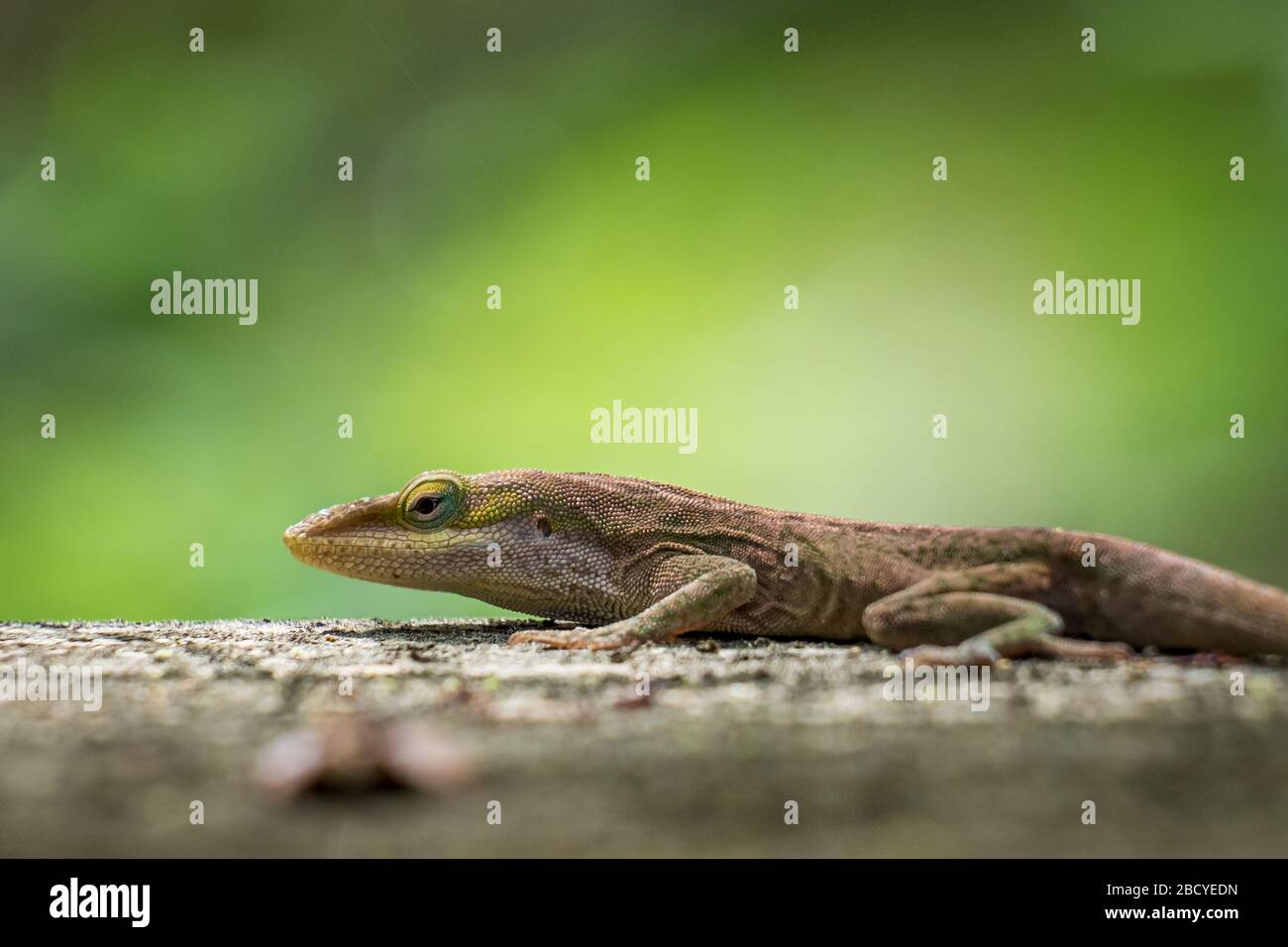 A Carolina anole, also known as a green anole. North Carolina Stock ...